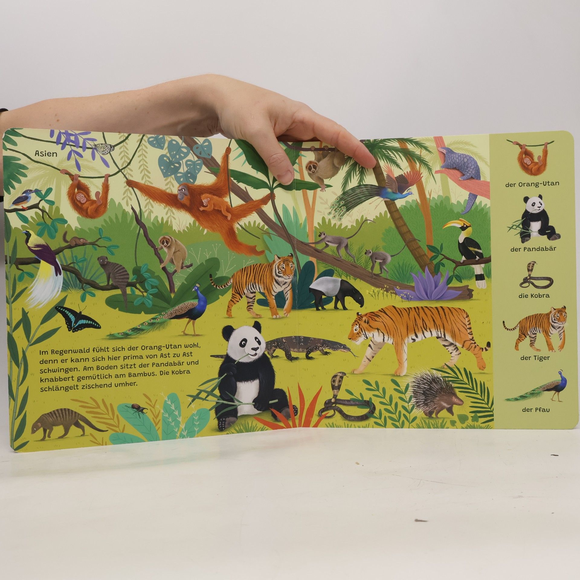 Lucy Barnard Mein erstes Wimmelbuch. Wilde Tiere