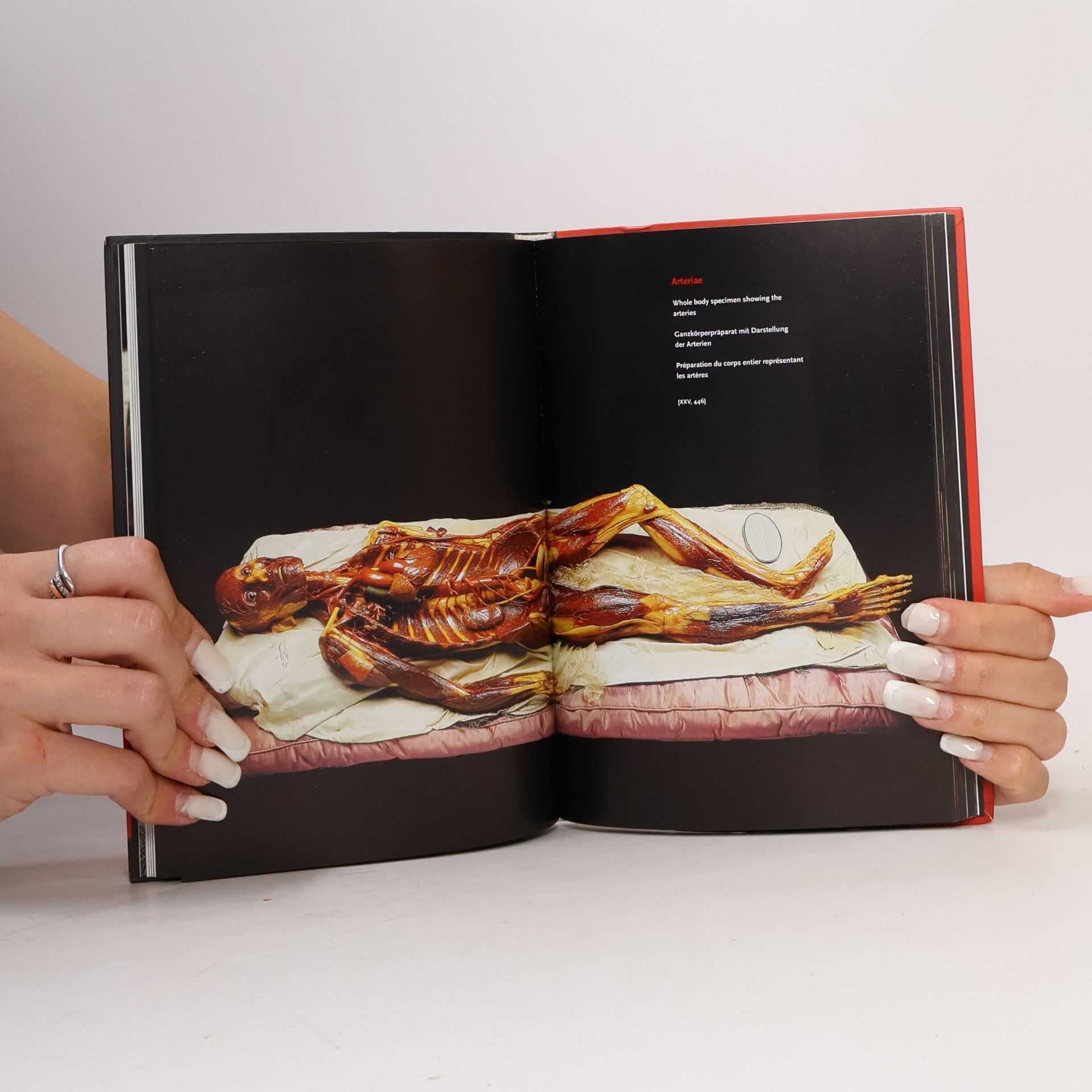 Monika von Düring Encyclopaedia anatomica