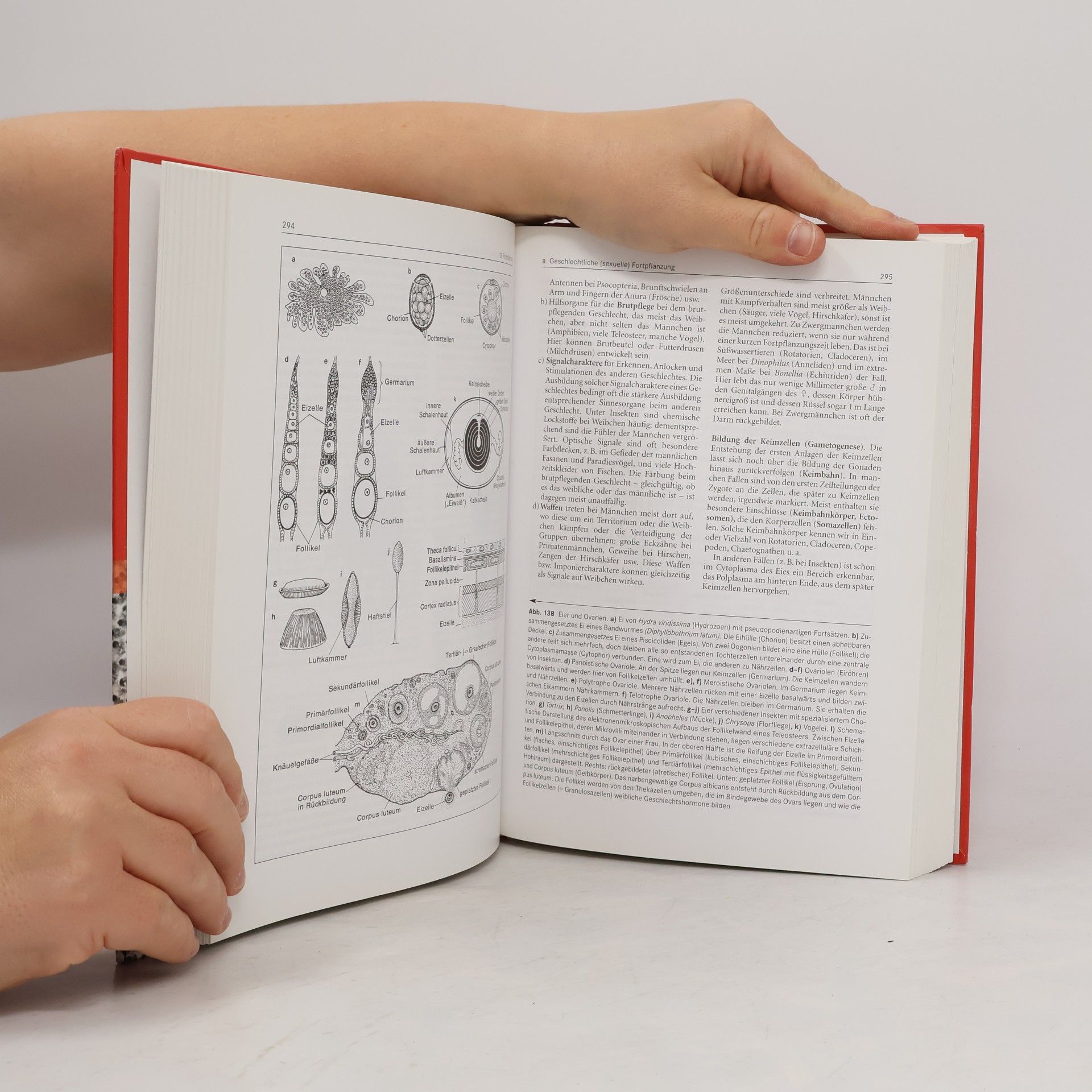 Volker Storch Kurzes Lehrbuch der Zoologie