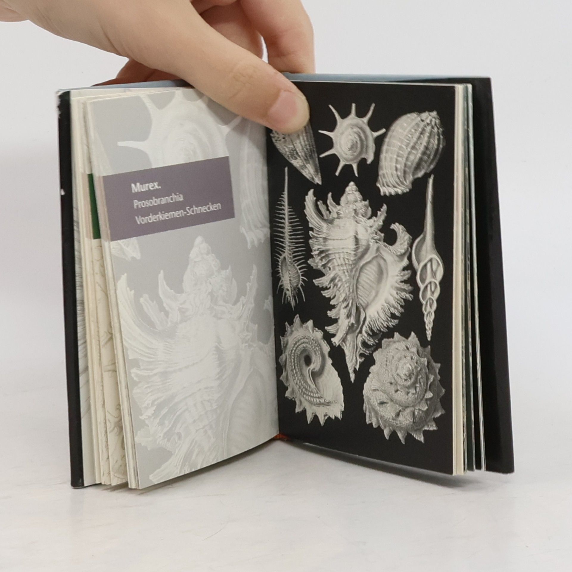 Ernst Haeckel Kunstformen der Natur