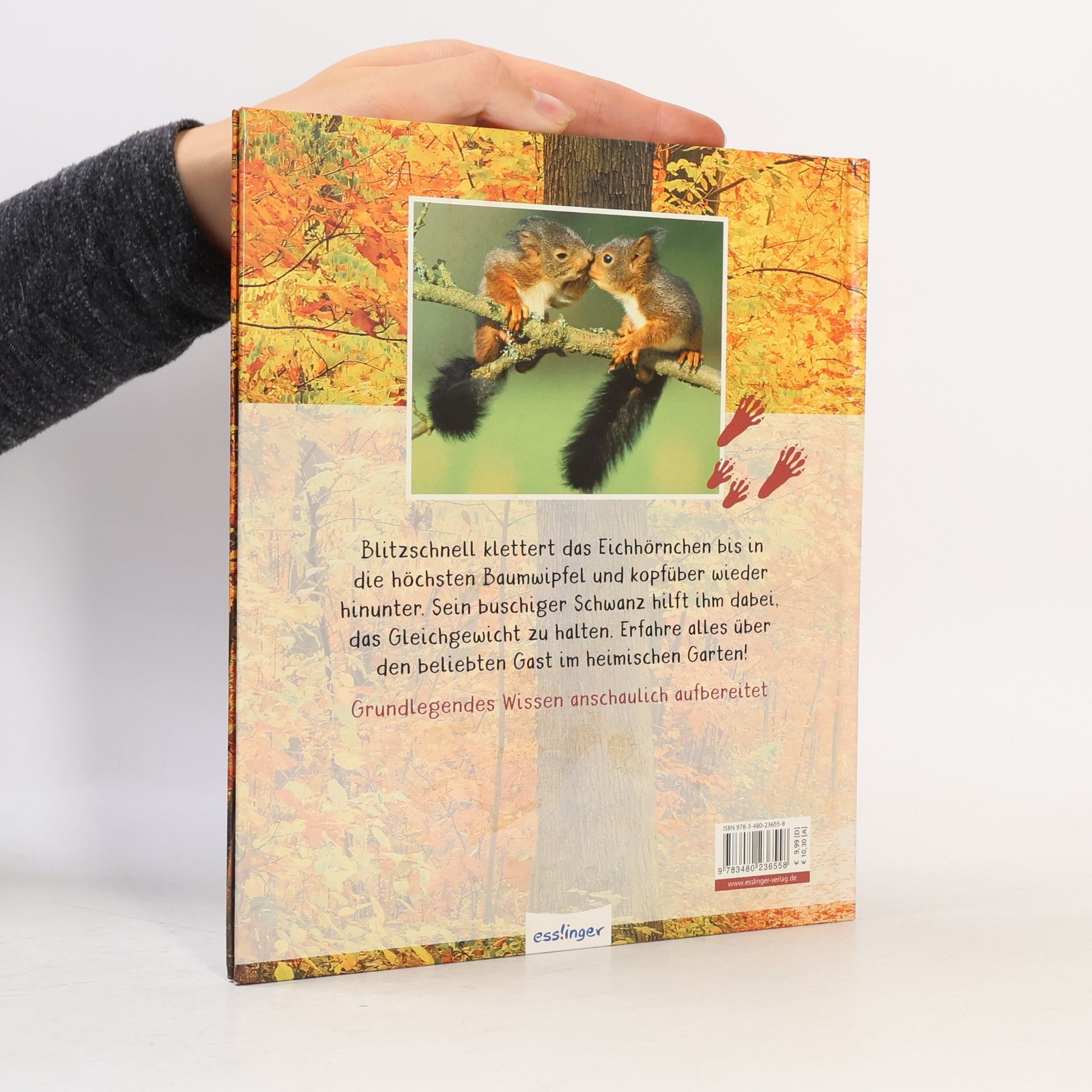 Stéphanie Ledu-Frattini Meine große Tierbibliothek: Das Eichhörnchen