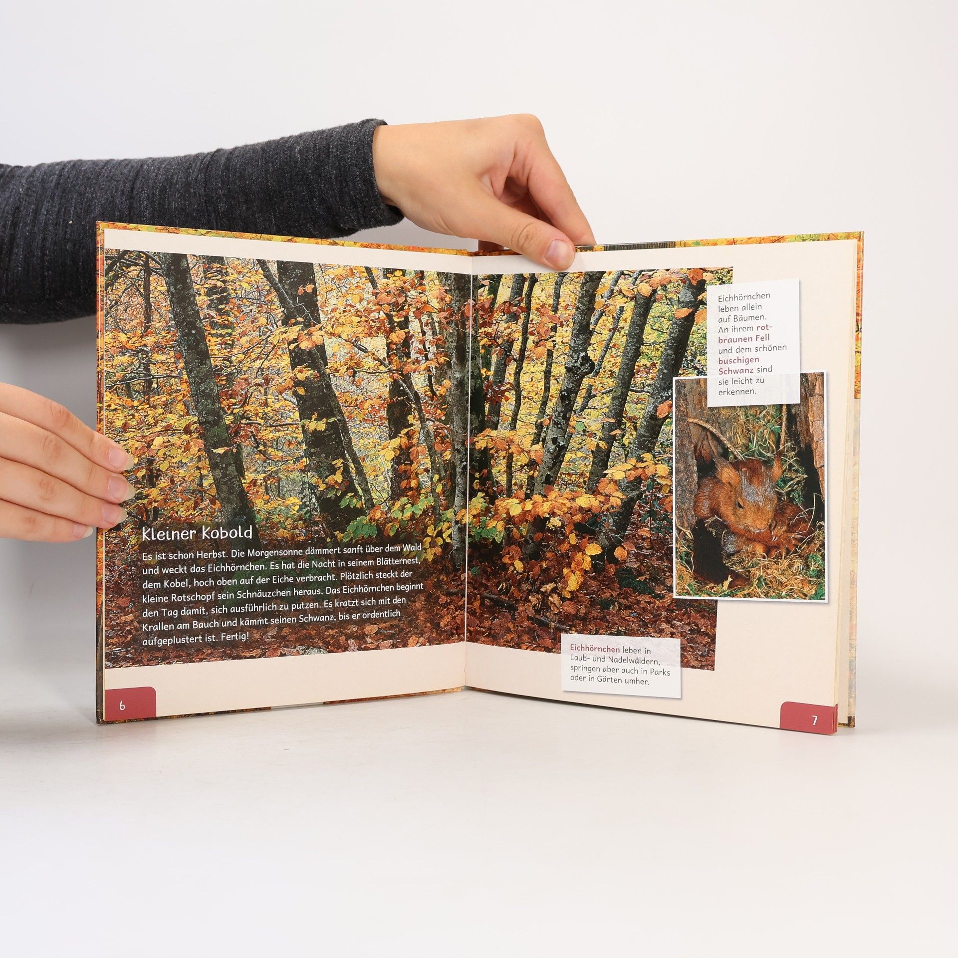 Stéphanie Ledu-Frattini Meine große Tierbibliothek: Das Eichhörnchen