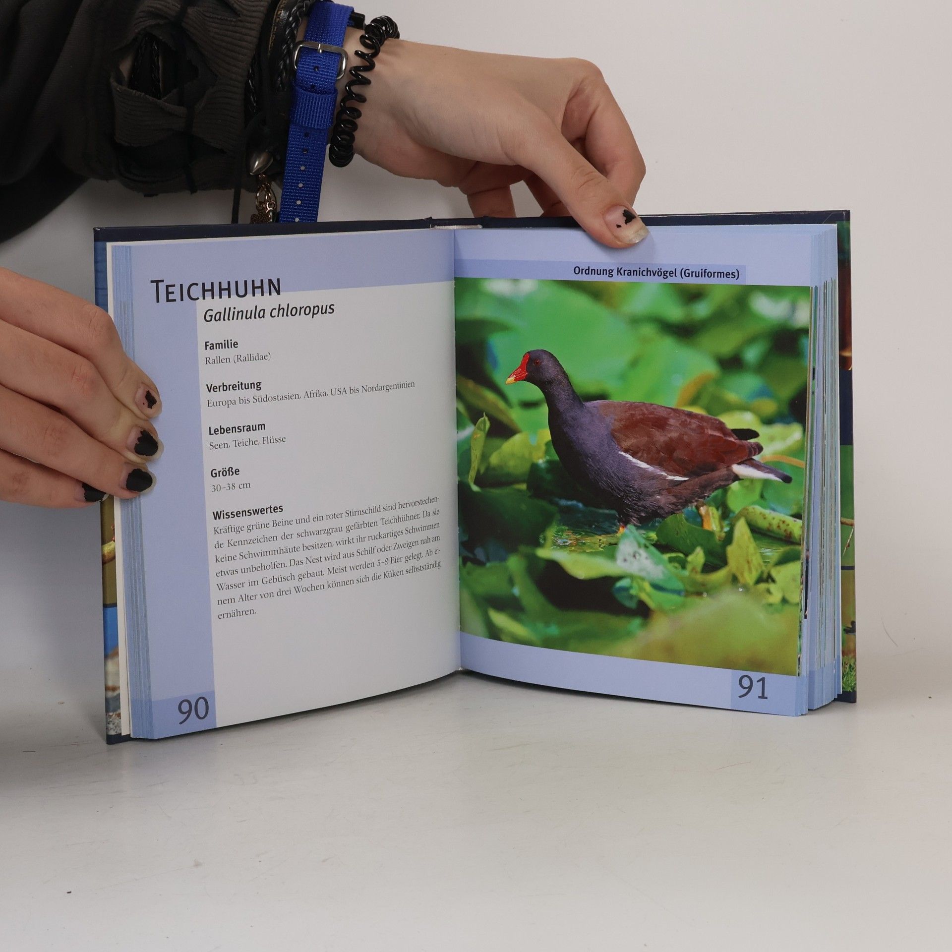 Handbuch Vögel - Lexikon der heimischen Vogelwelt: Lexikon der Vogelarten, Vogelbeobachtung, Lebensräume und Brut