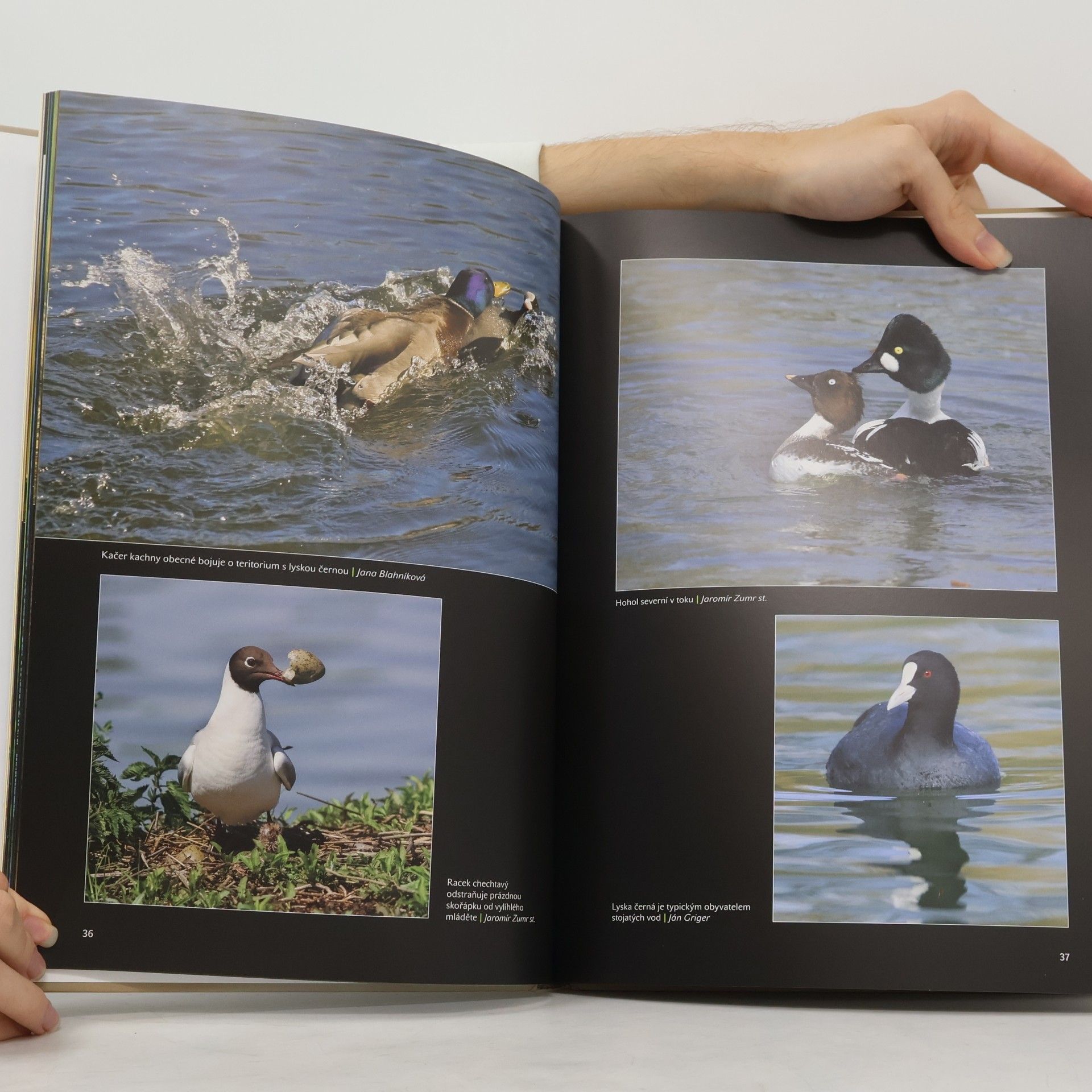 Autorenkollektiv Prchavé okamžiky přírody - Fotoaparátem od jara do zimy