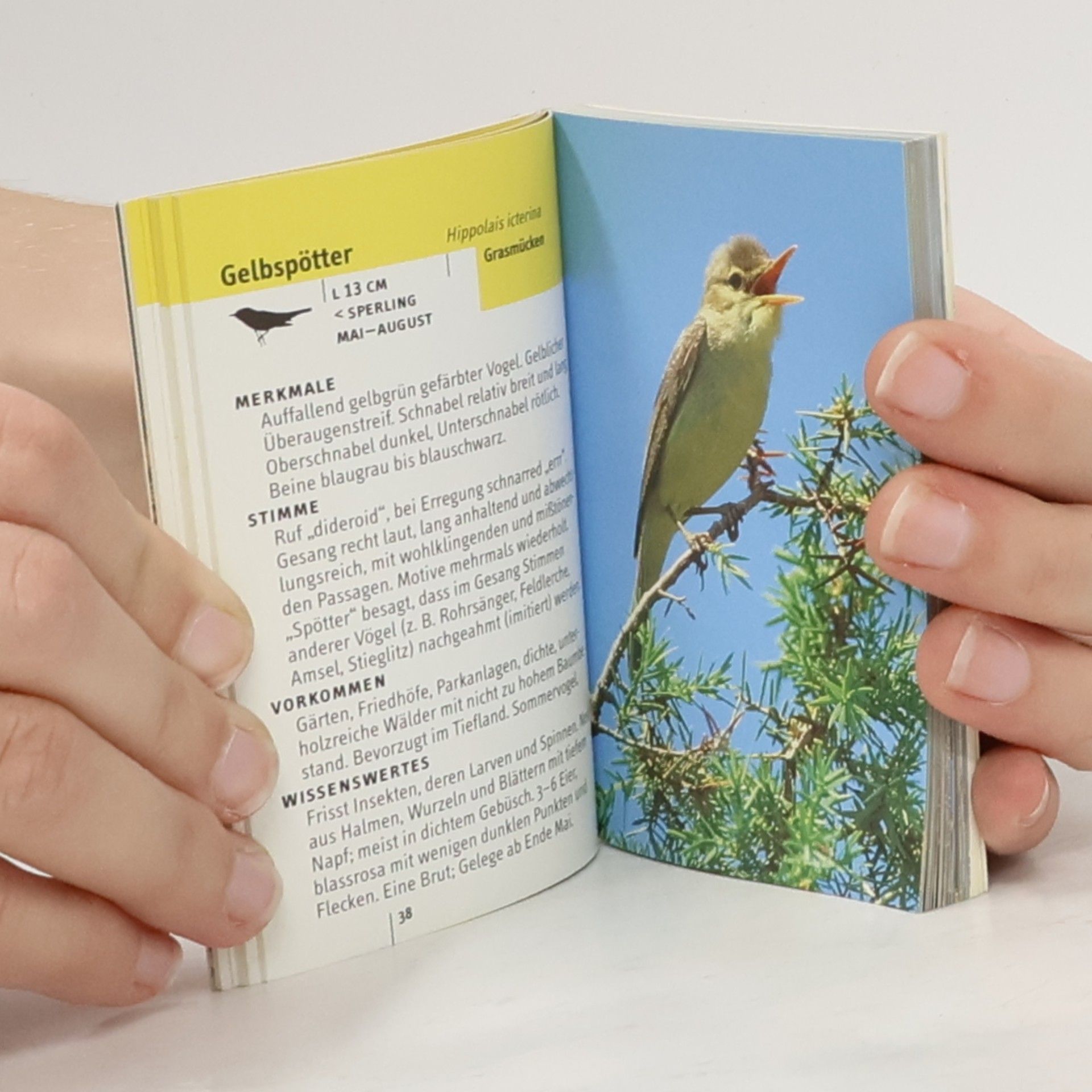 Autorenkollektiv Welcher Singvogel ist das?