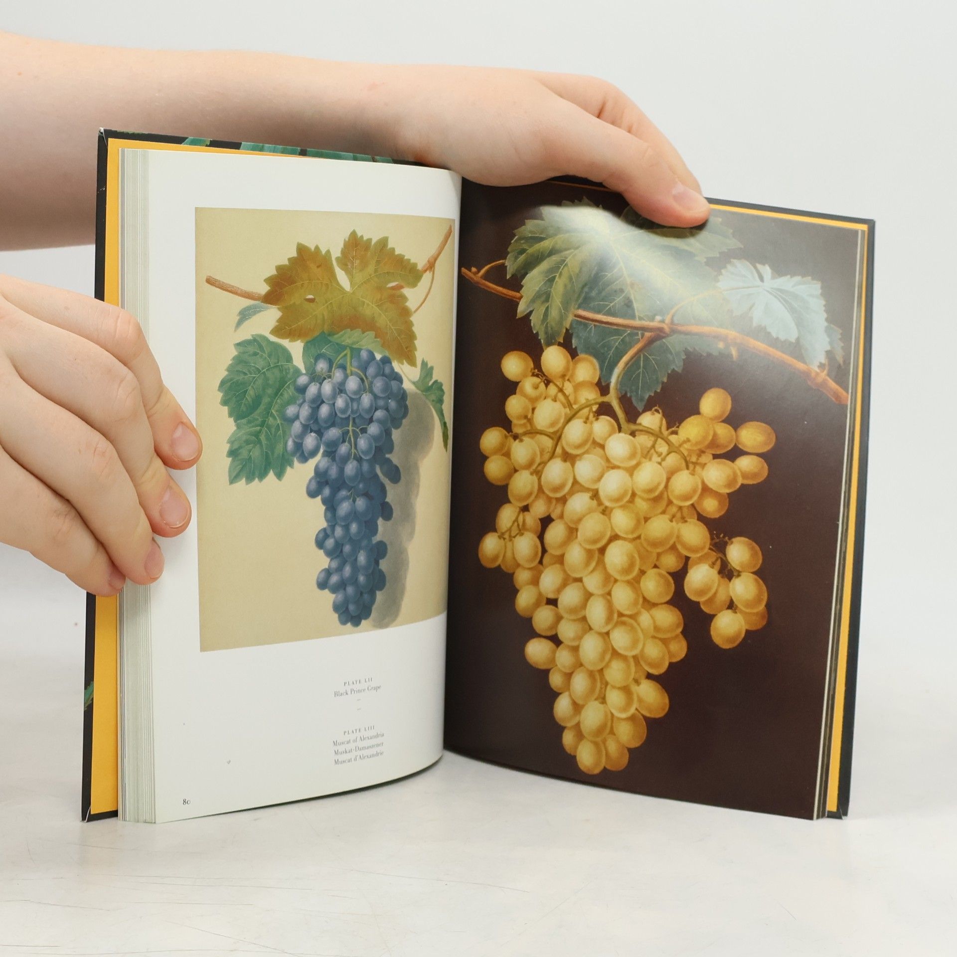 Petra LamersSchütze The book of fruits : The complete "Pomona Britannica"