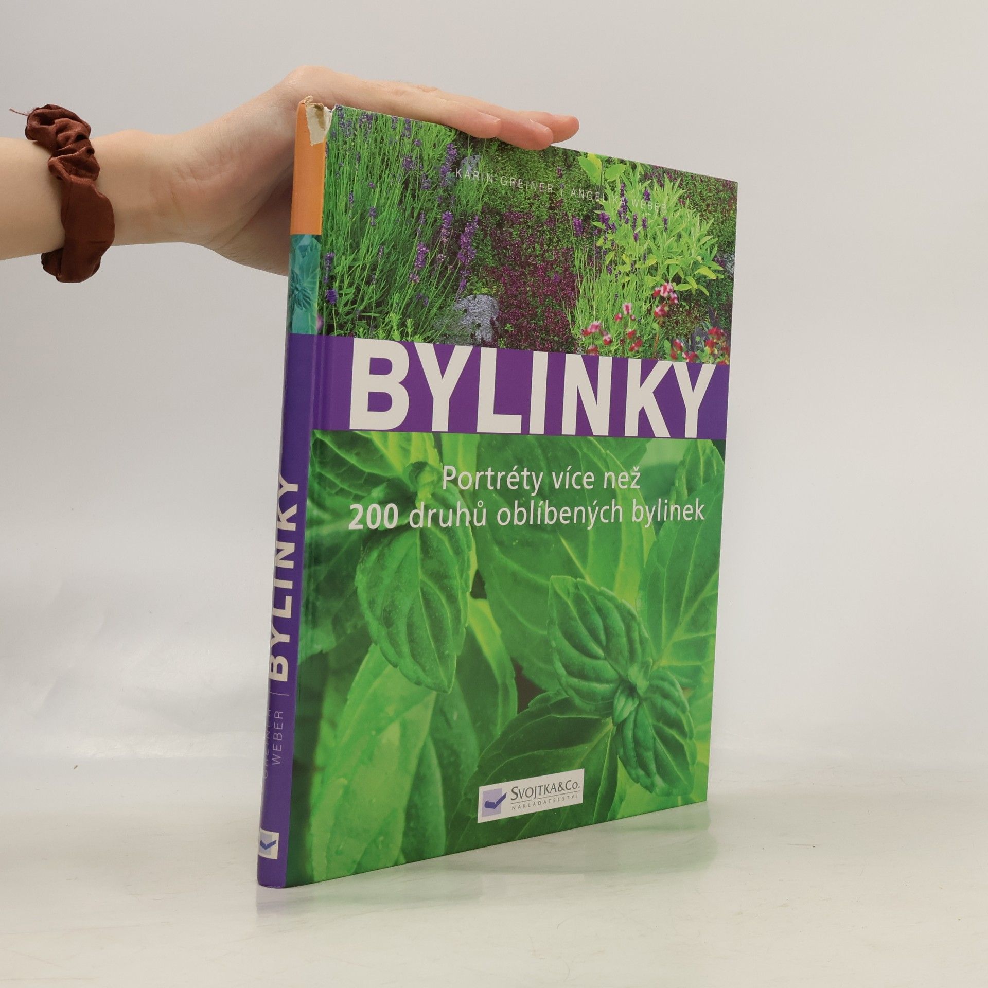 Angelika Weber Bylinky: Nová přehledná kniha s portréty více než 200 druhů oblíbených bylinek