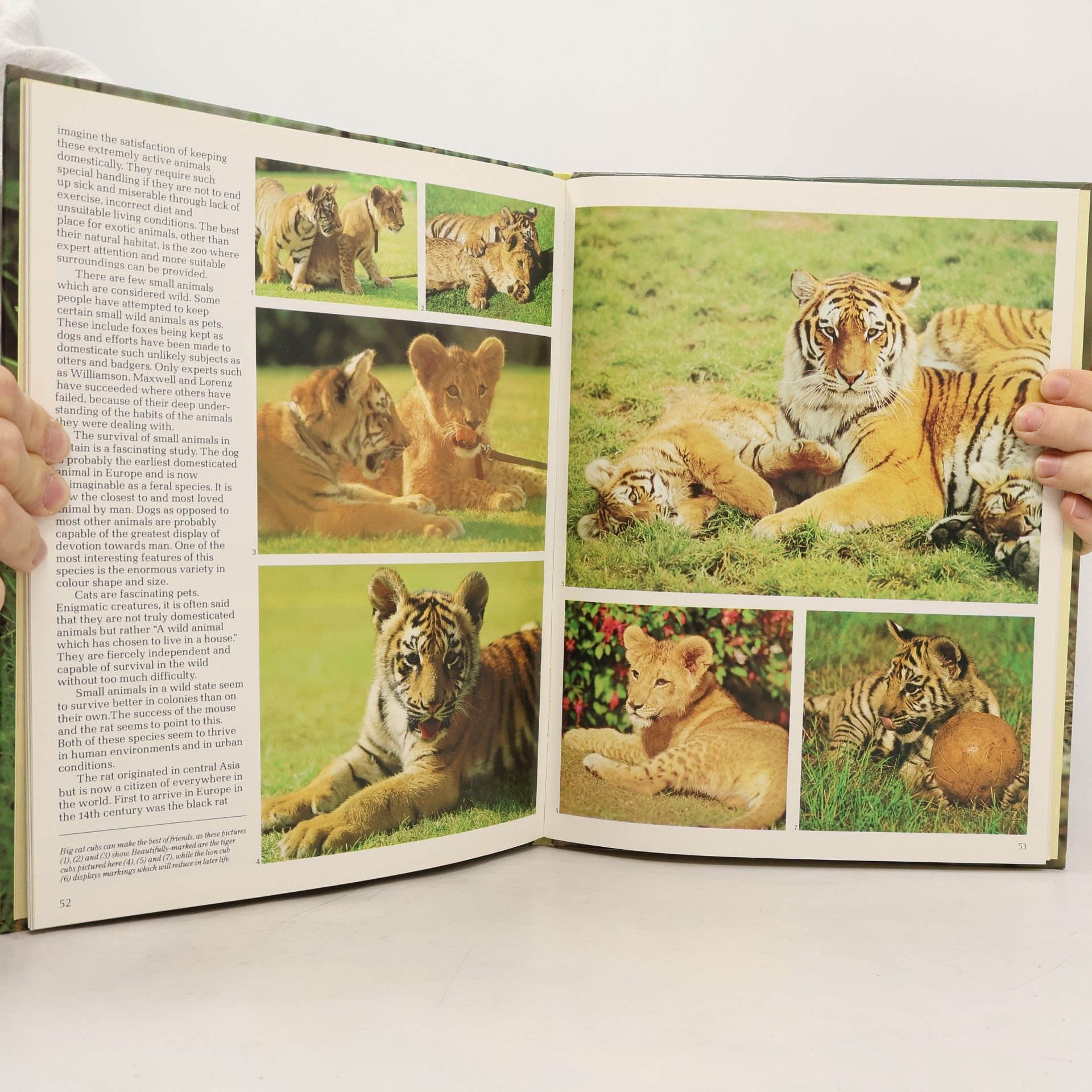 The World of Baby Animals