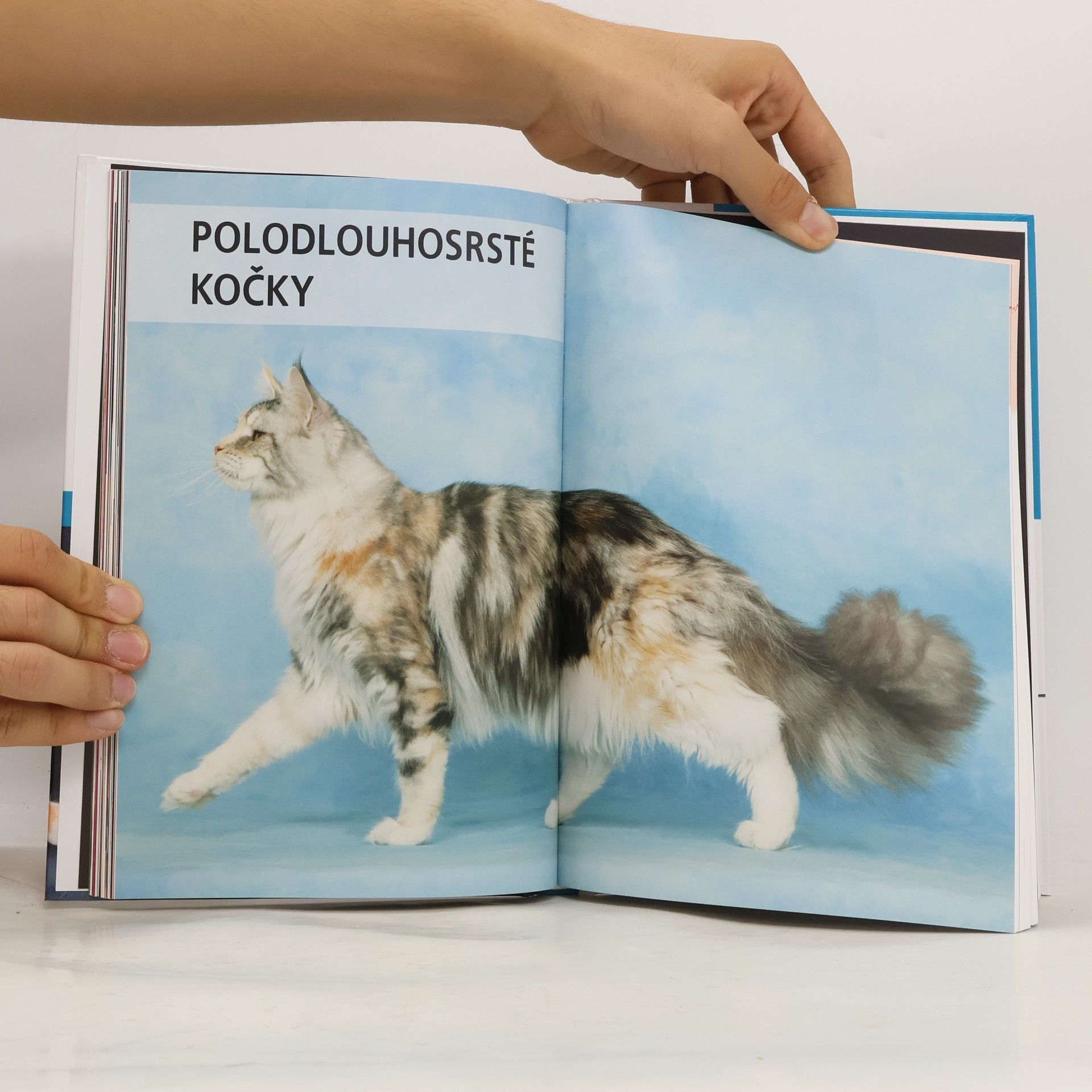 Autorenkollektiv Atlas koček : výběr, péče, plemena