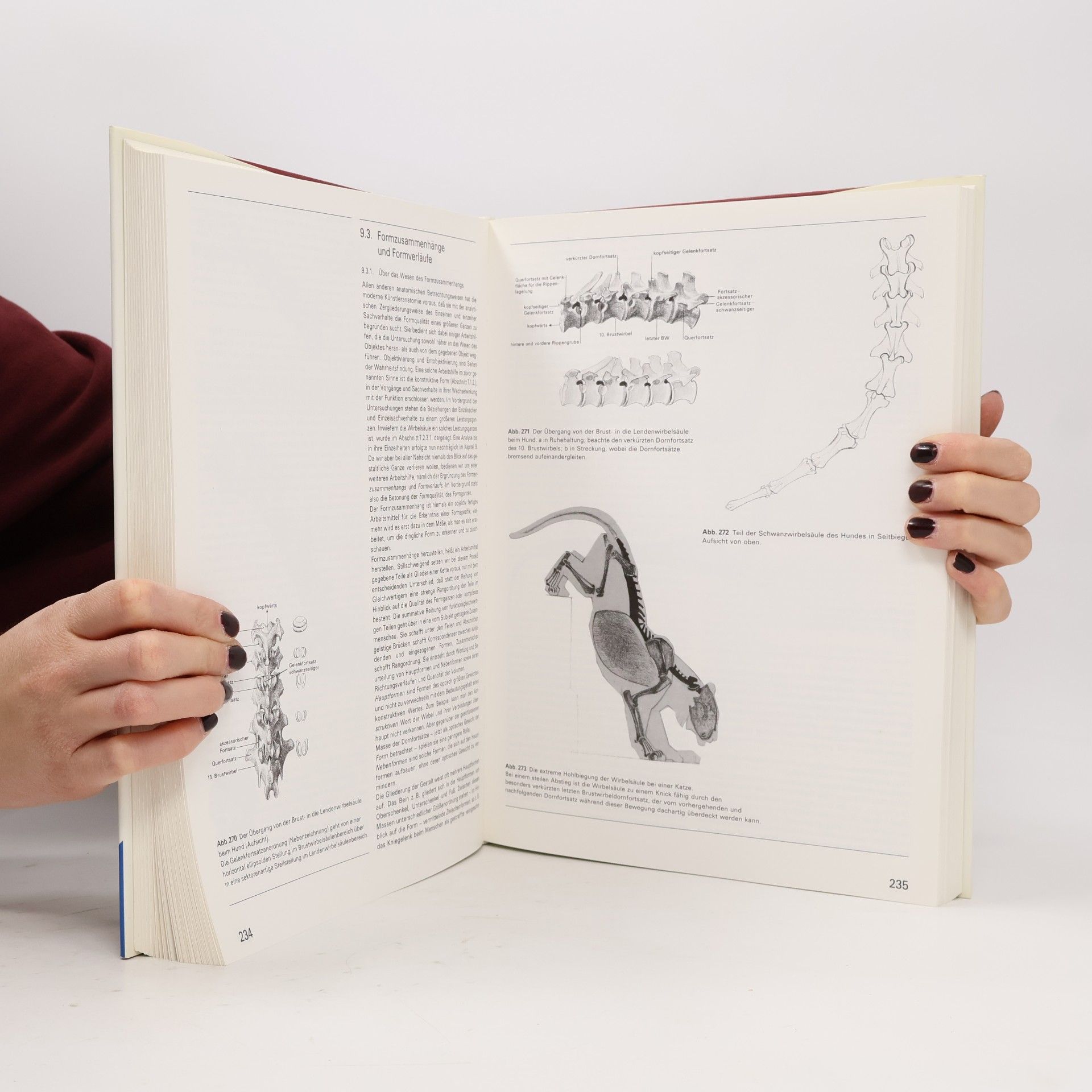 Gottfried Bammes Grosse Tieranatomie: Gestalt, Geschichte, Kunst