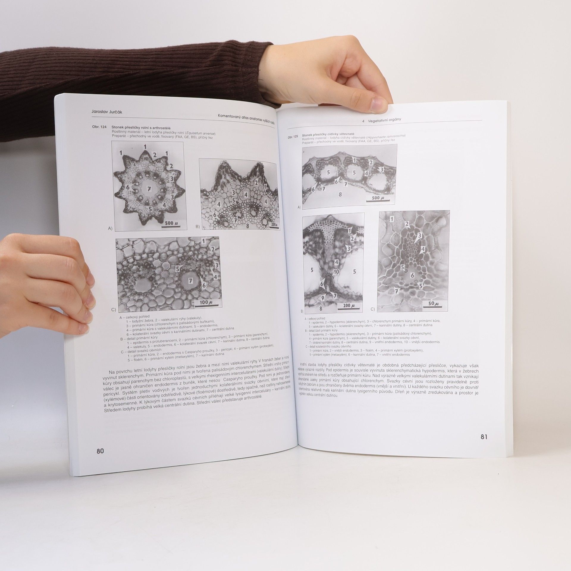 Jaroslav Jurčák Komentovaný atlas anatomie vyšších rostlin