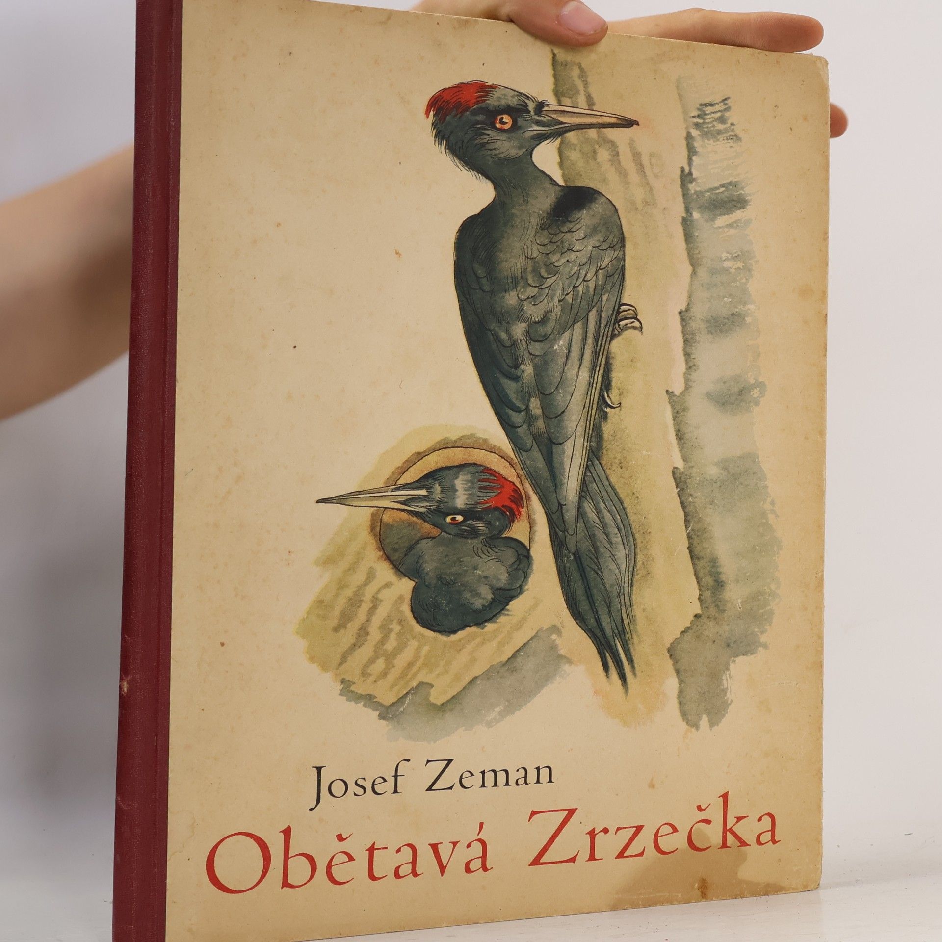 Obětavá Zrzečka