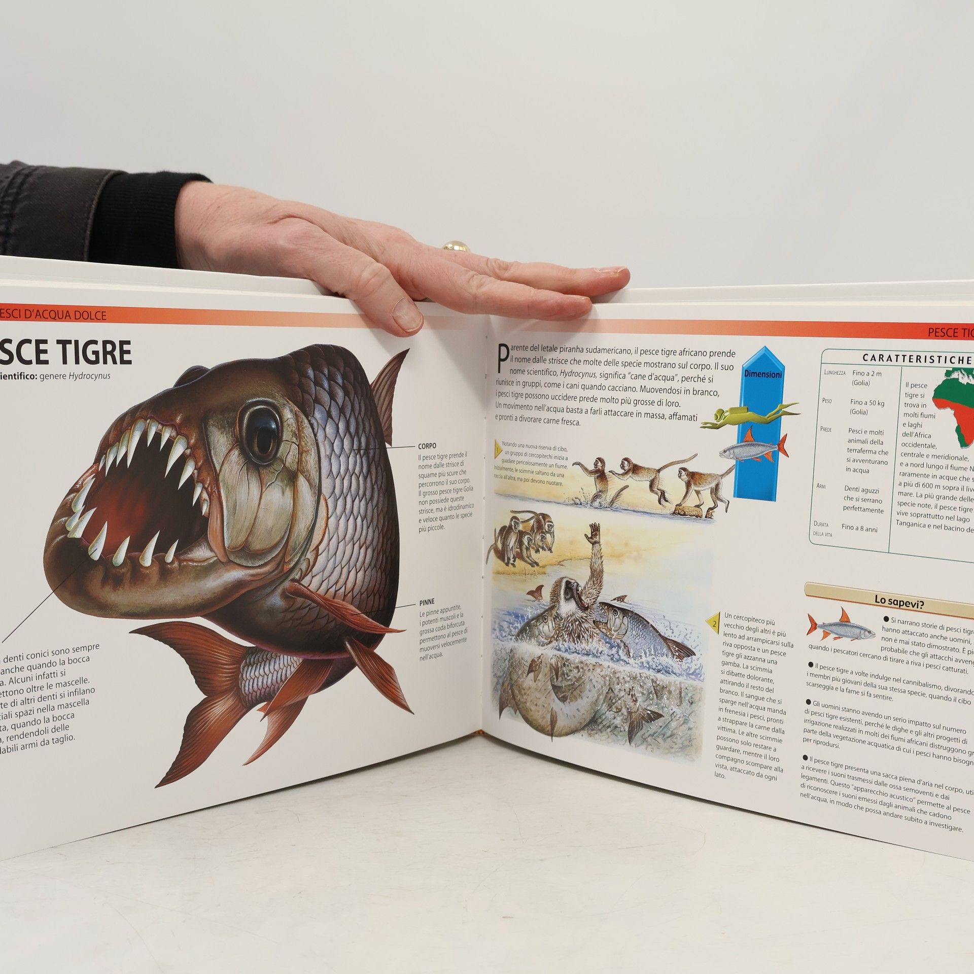 Susan Barraclough Squali e altre creature degli abissi