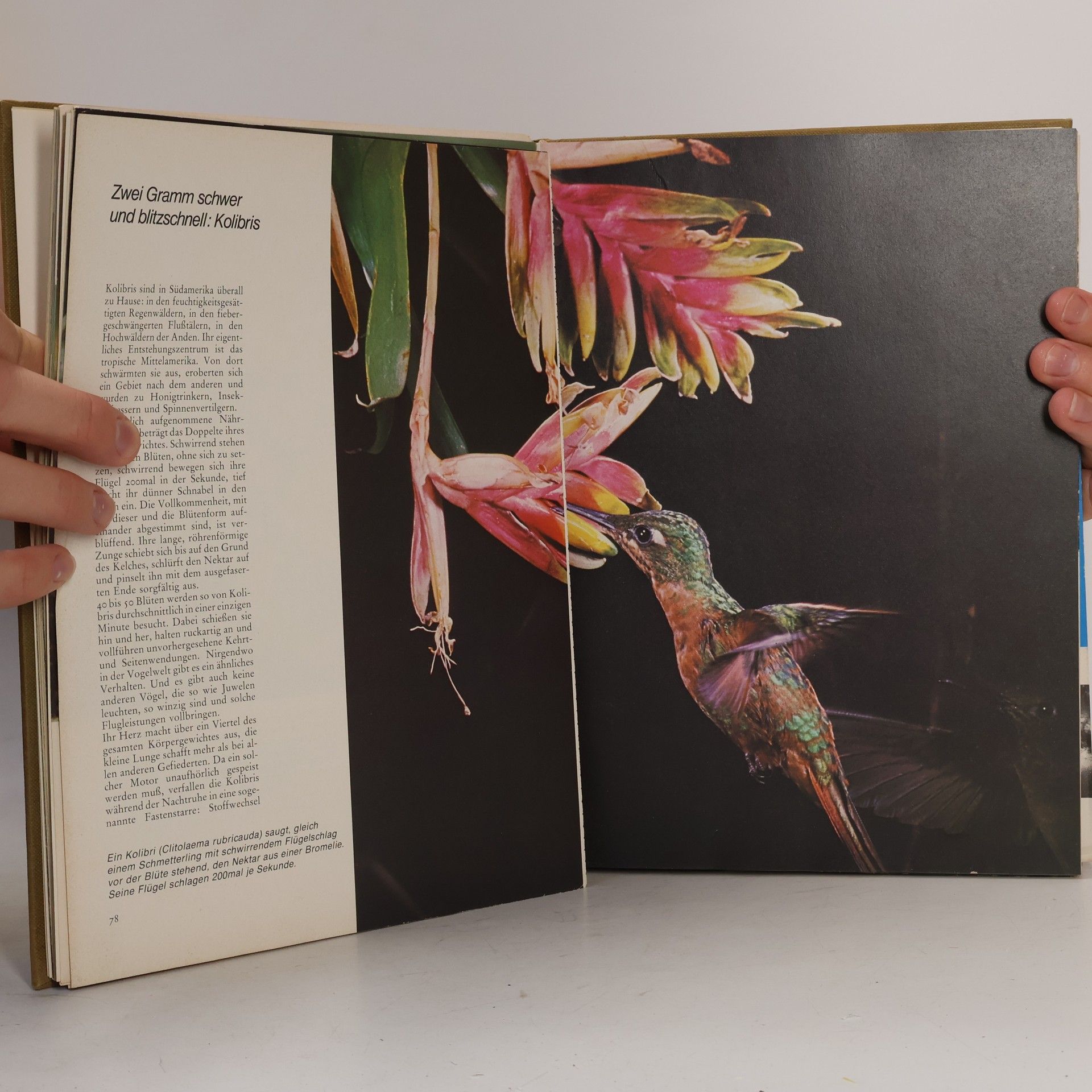 Günter Radtke Geheimnisse der Natur