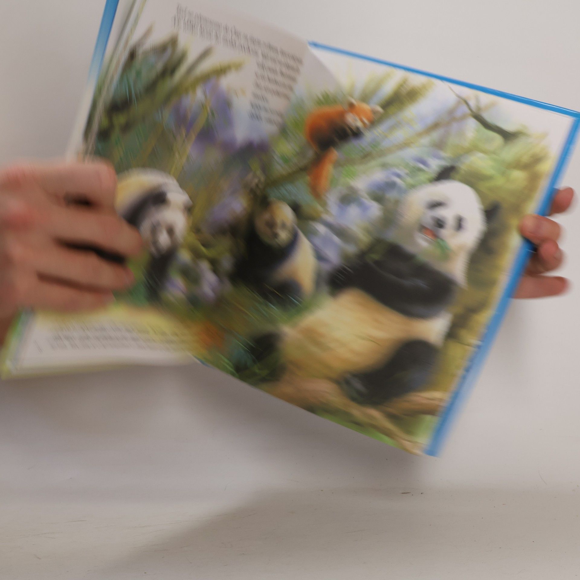 Autorenkollektiv Nová knížka o zvířátkách