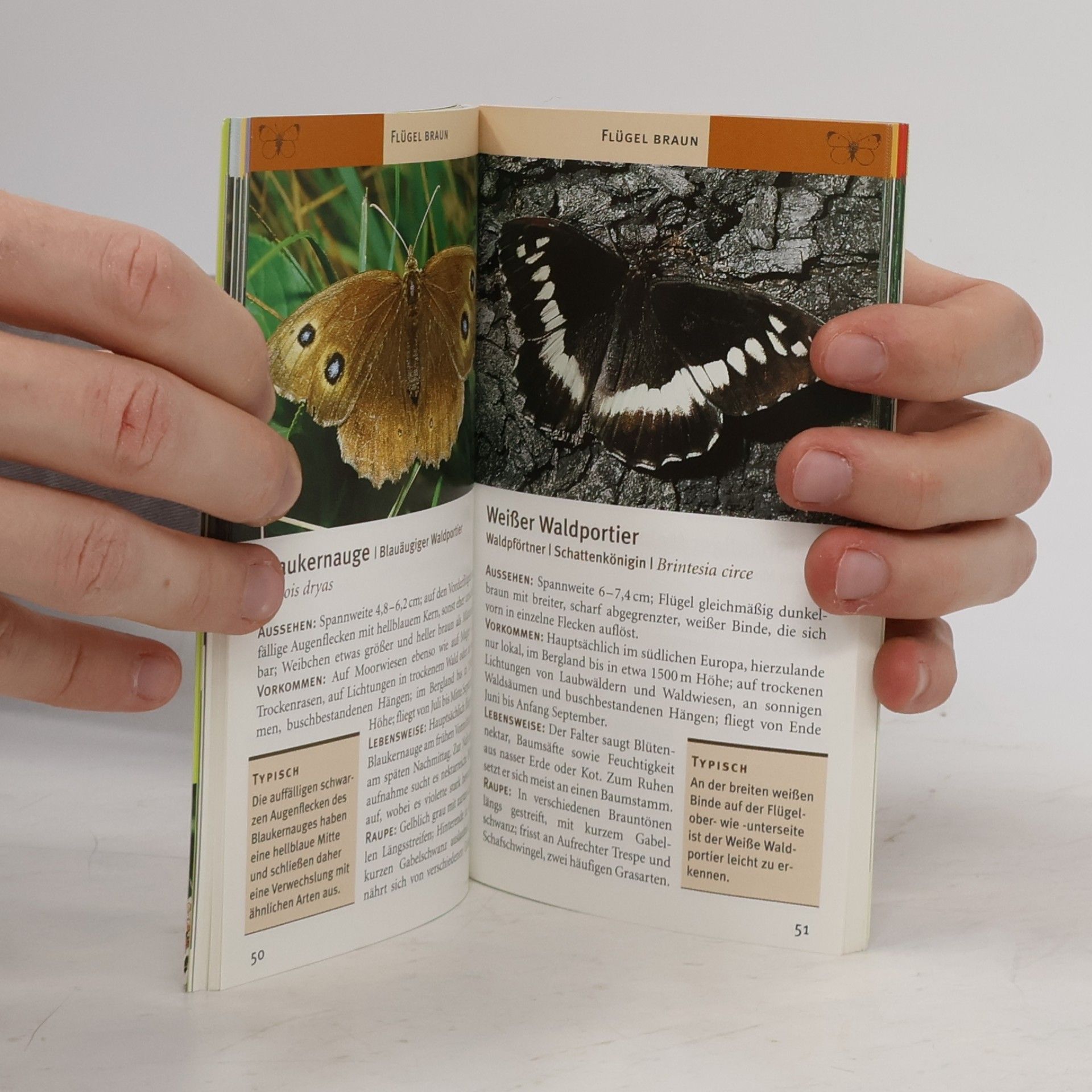 Helga Hofmann Schmetterlinge