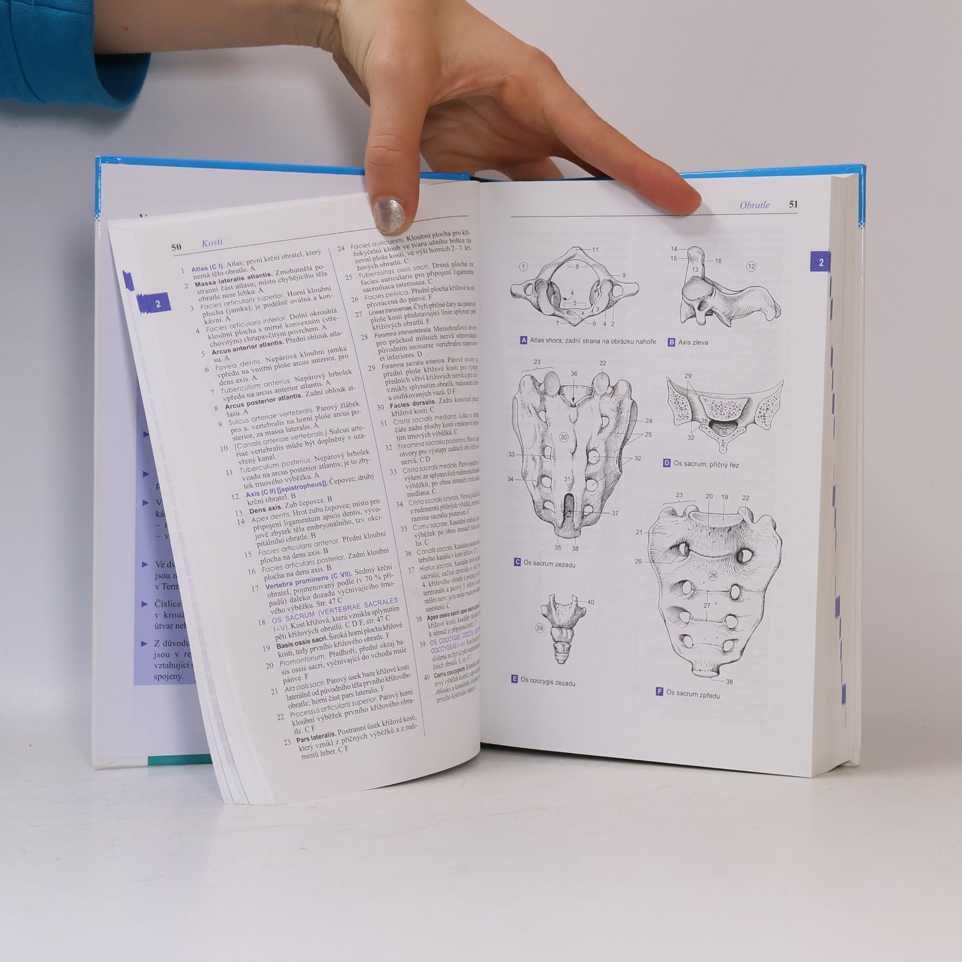 Wolfgang Dauber Feneisův obrazový slovník anatomie