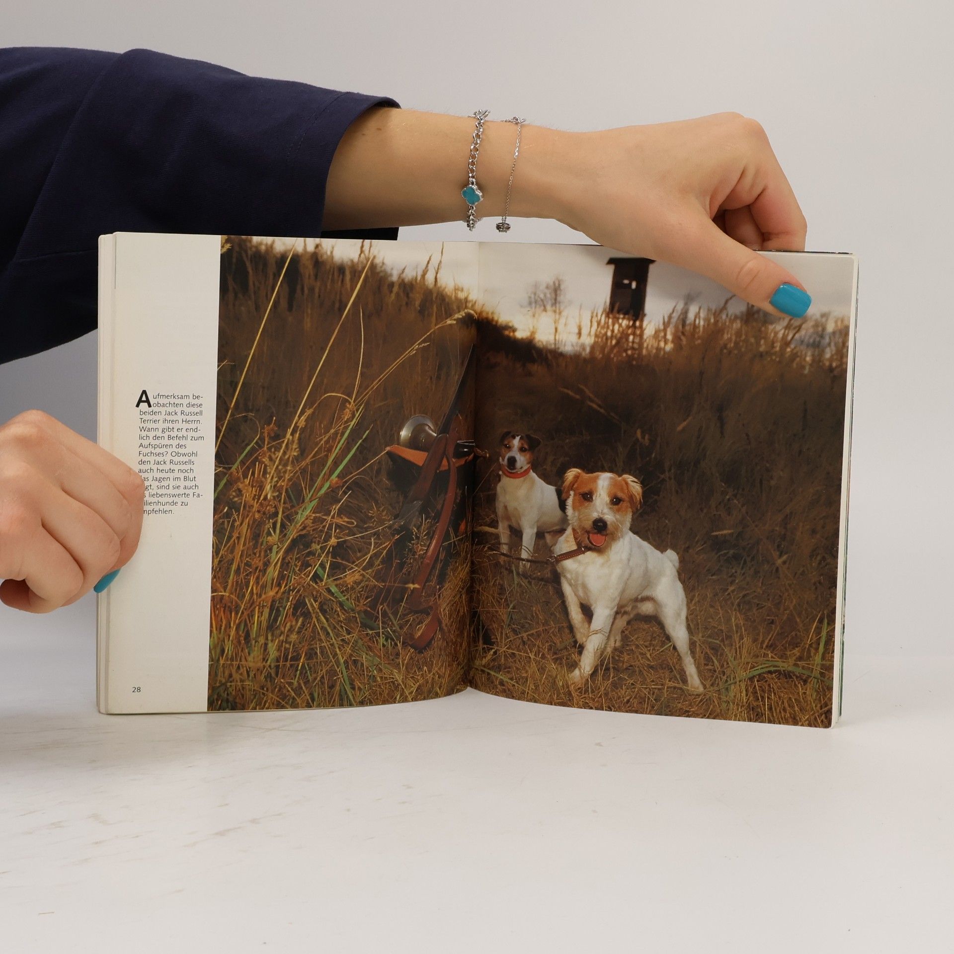 Hans Lange Jack-Russell-Terrier richtig pflegen und verstehen