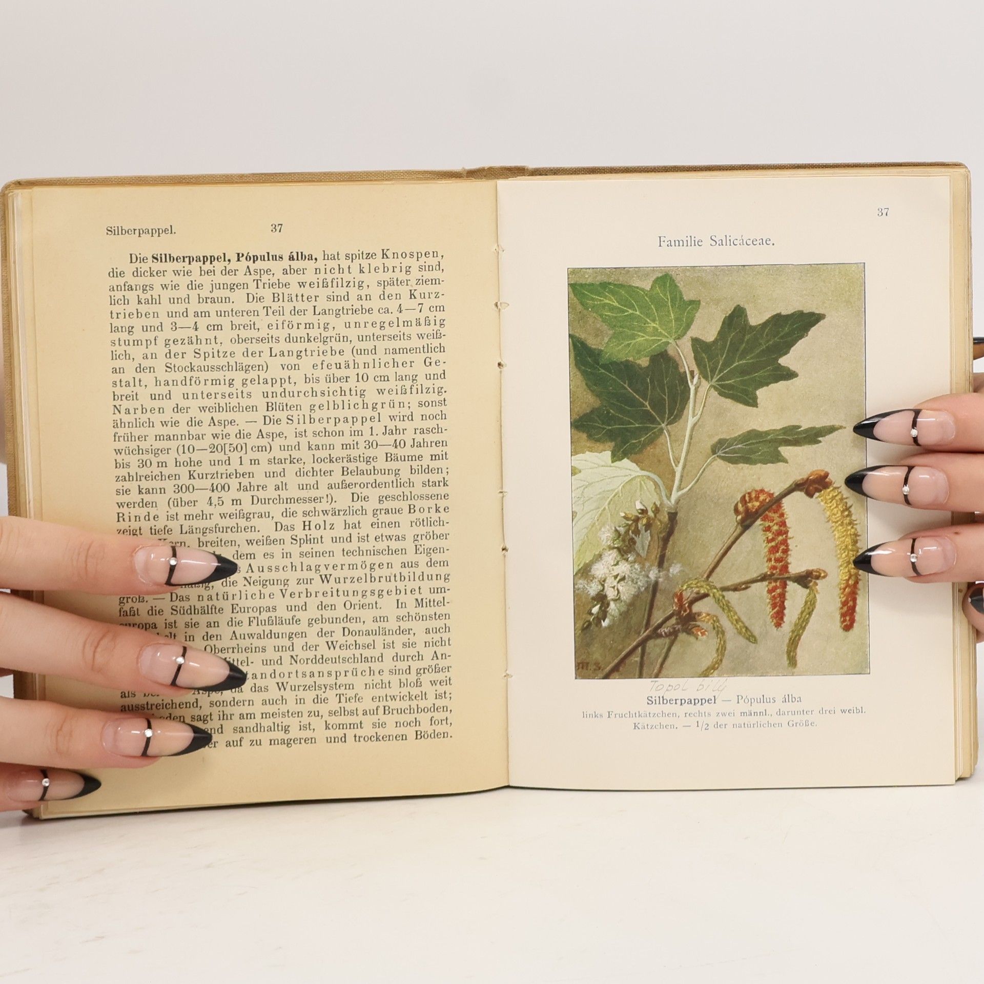 Ludwig Klein Sammlung Naturwissenschaftlicher Taschenbücher. Unsere Wiesenpflanzen