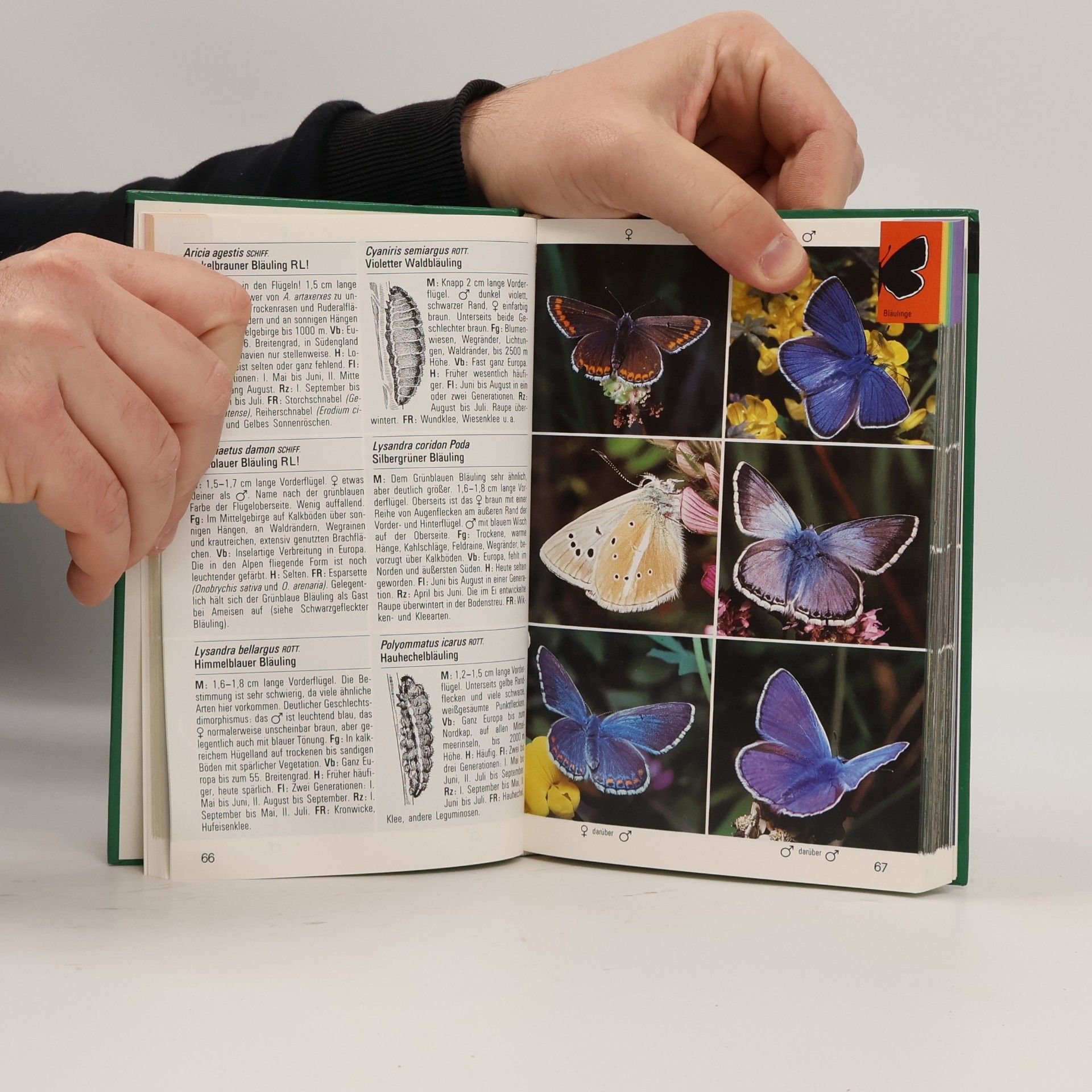 Various authors Schmetterlinge