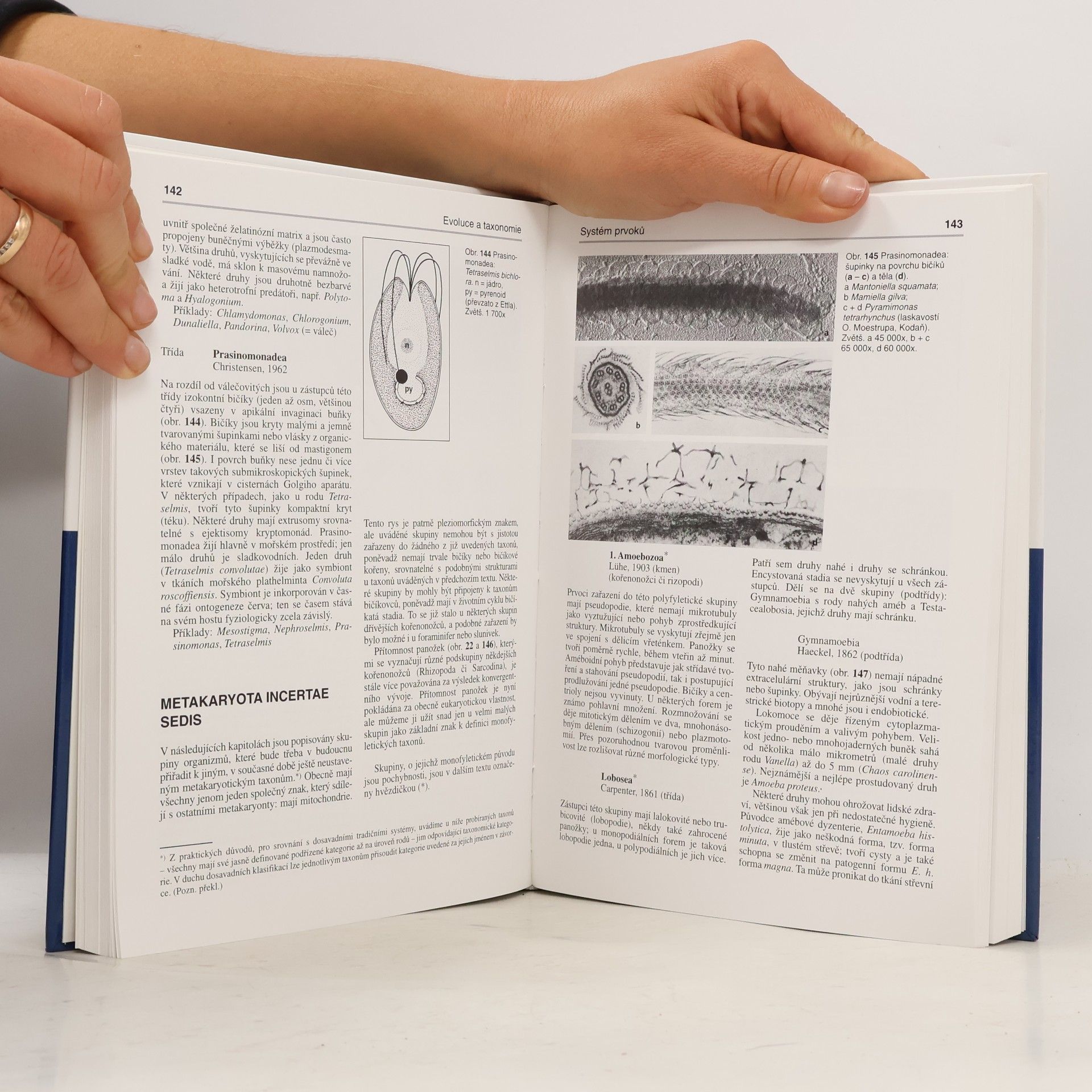 Klaus Hausmann Protozoologie