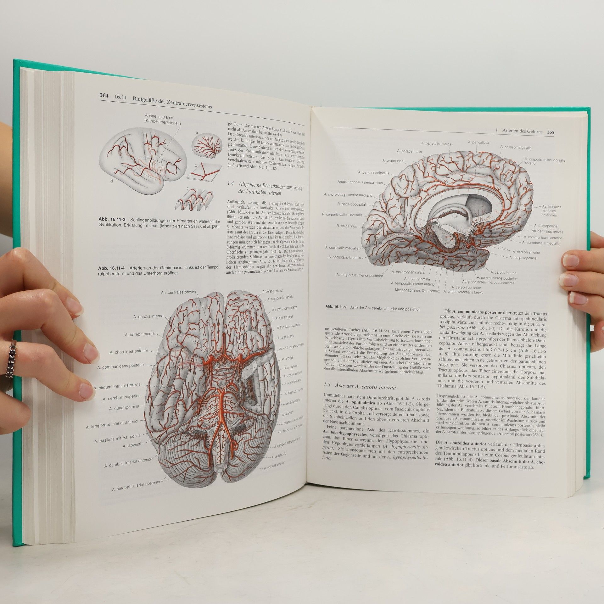 Konrad Akert Anatomie
