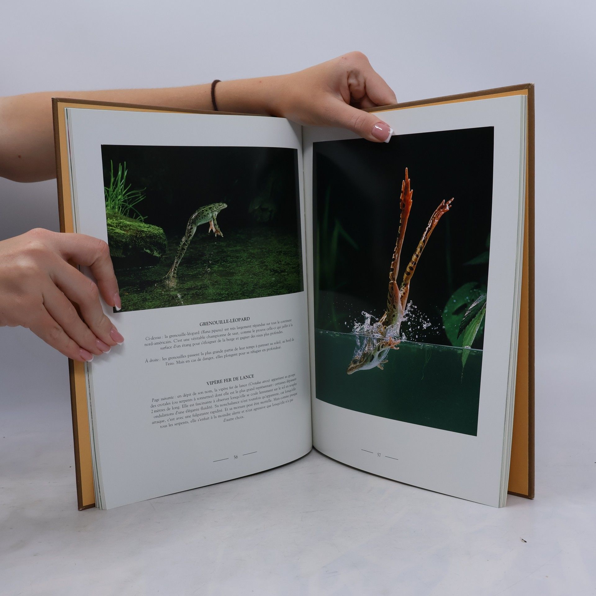 Stephen Dalton Le monde secret de la nature