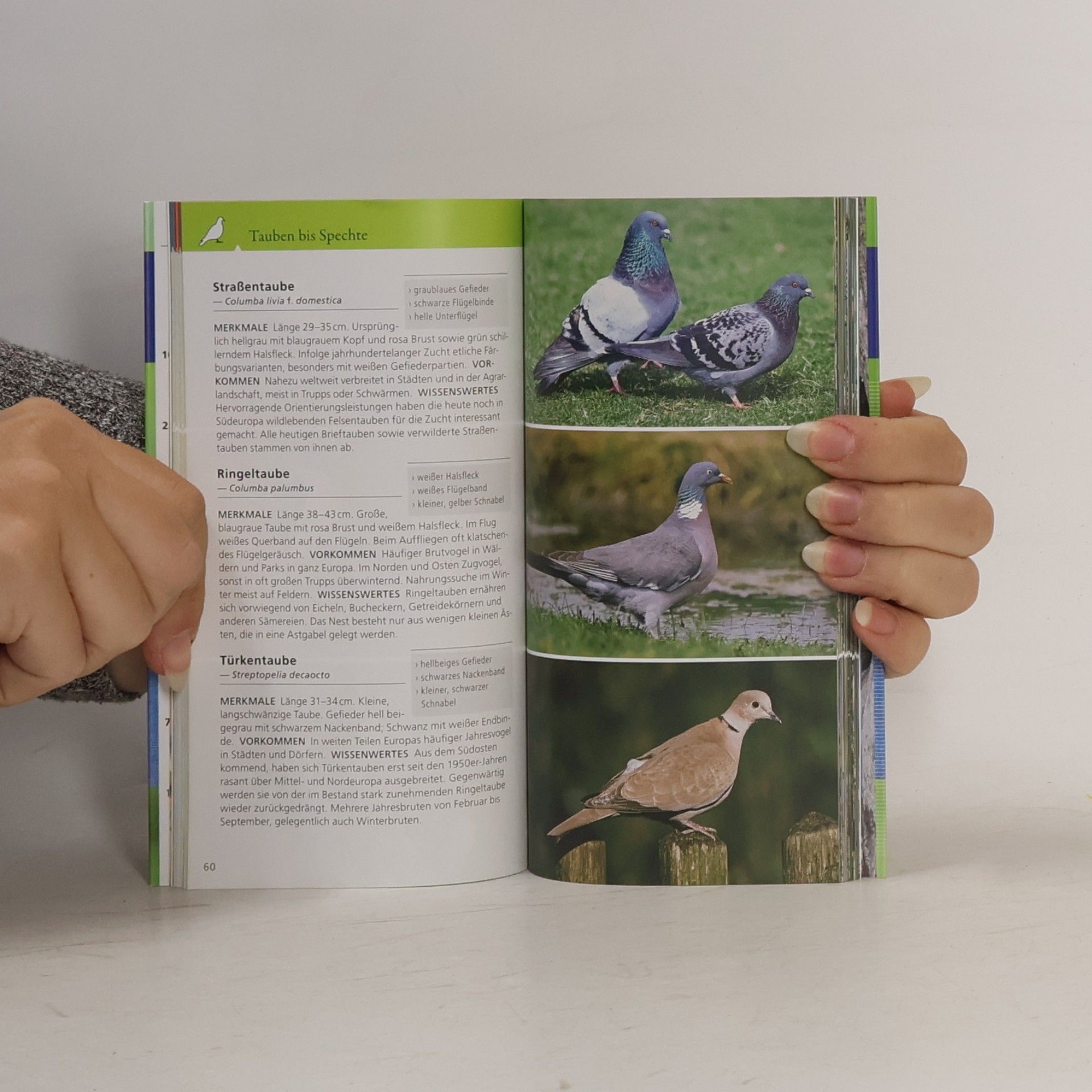 Volker Dierschke Welcher Vogel ist das?