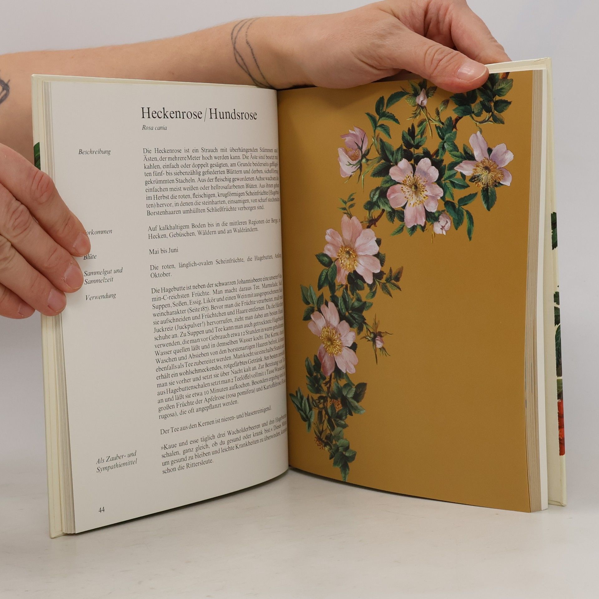 Eve Marie Helm Feld-, Wald- und Wiesenkochbuch