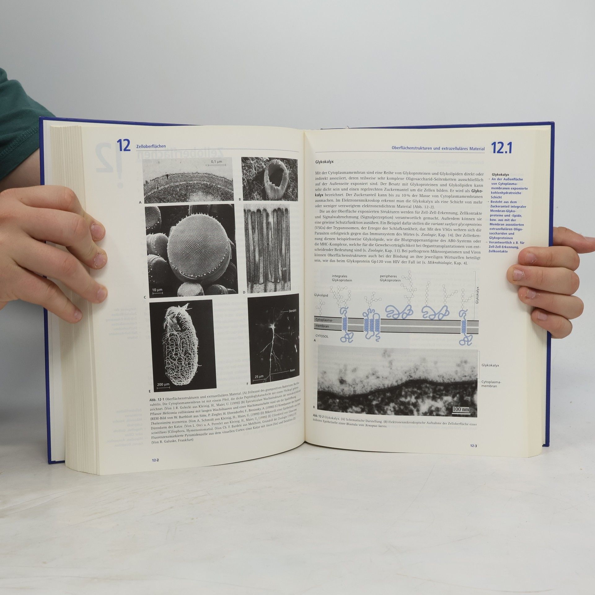 Katharina Münk Grundstudium Biologie (German Edition)