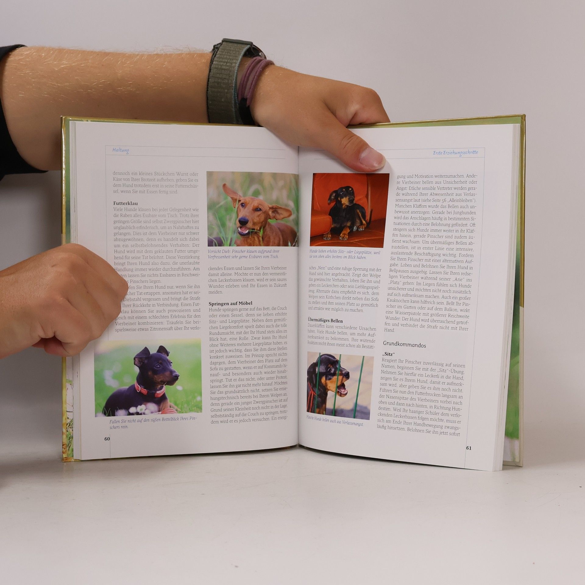 Annette Schmitt Pinscher