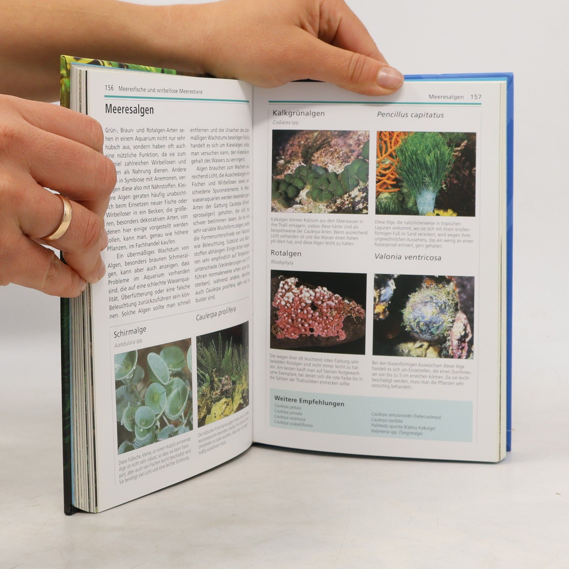 Gina Sandford Handbuch Aquarium