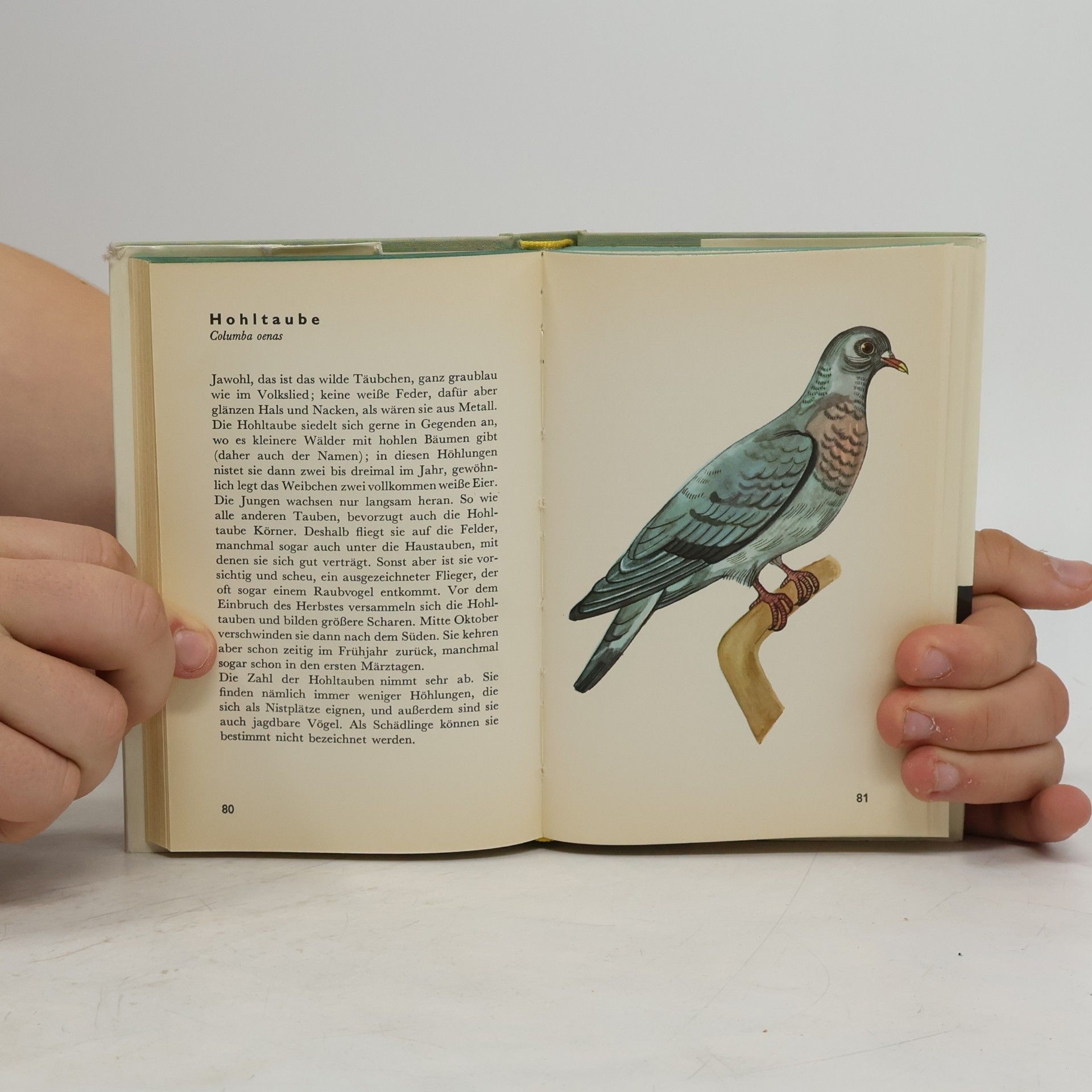 Jan Solovjev Taschenatlas der Vögel