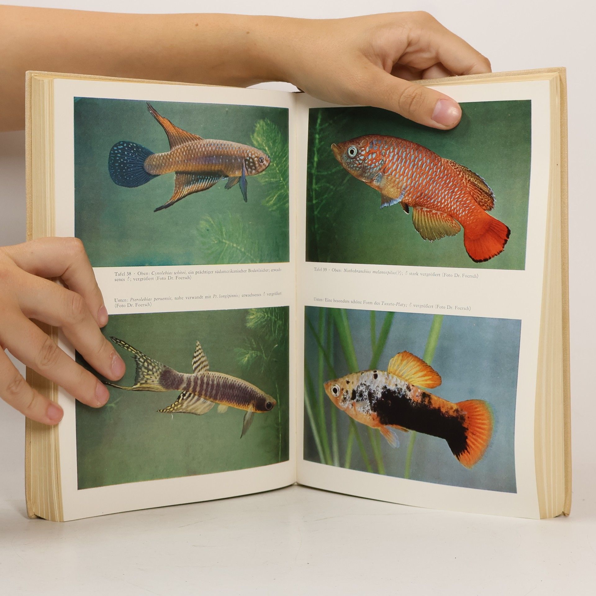 Günther Sterba Aquarienkunde 1