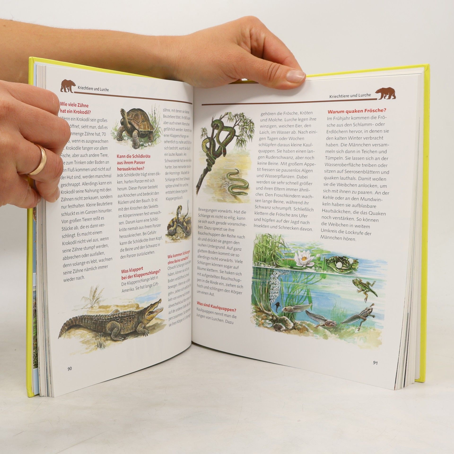 Ursula Kopp Das große Buch der Antworten auf Kinderfragen