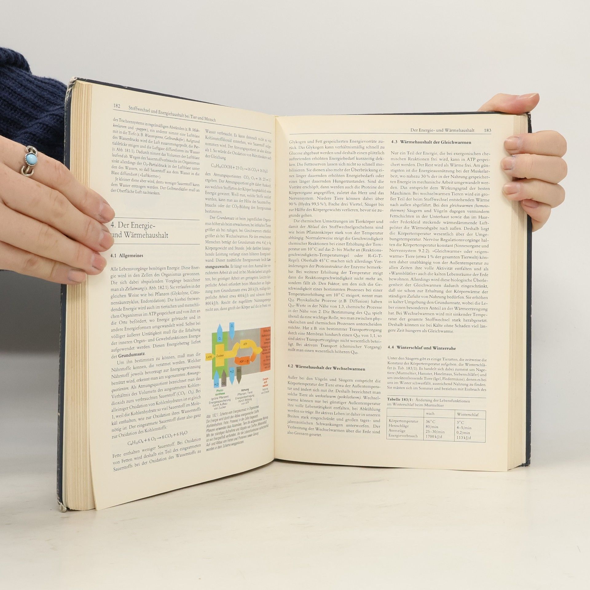Biologie - Lehrbuch für die Oberstufe