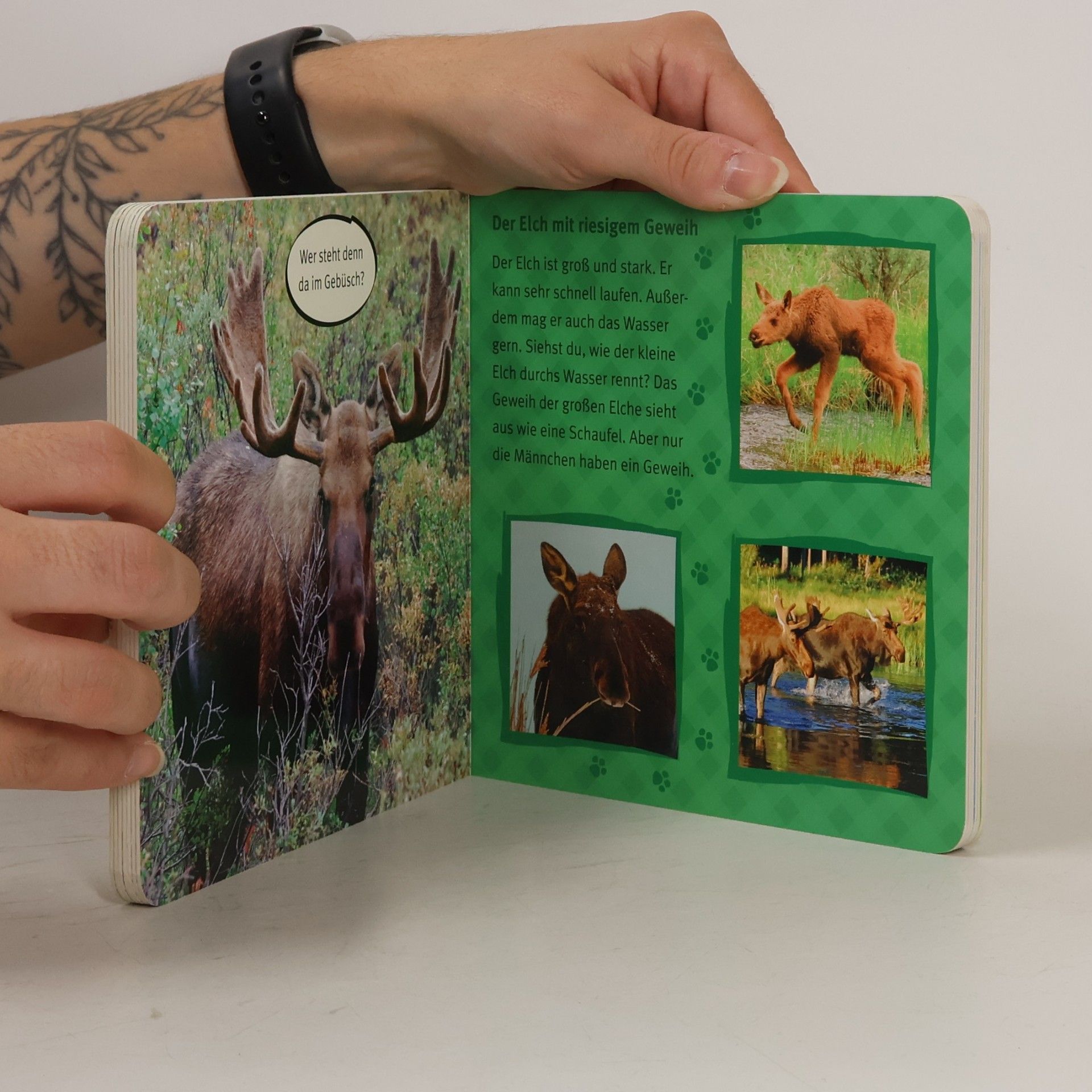 Stefanie Kern Meine Wald- und Wildparktiere