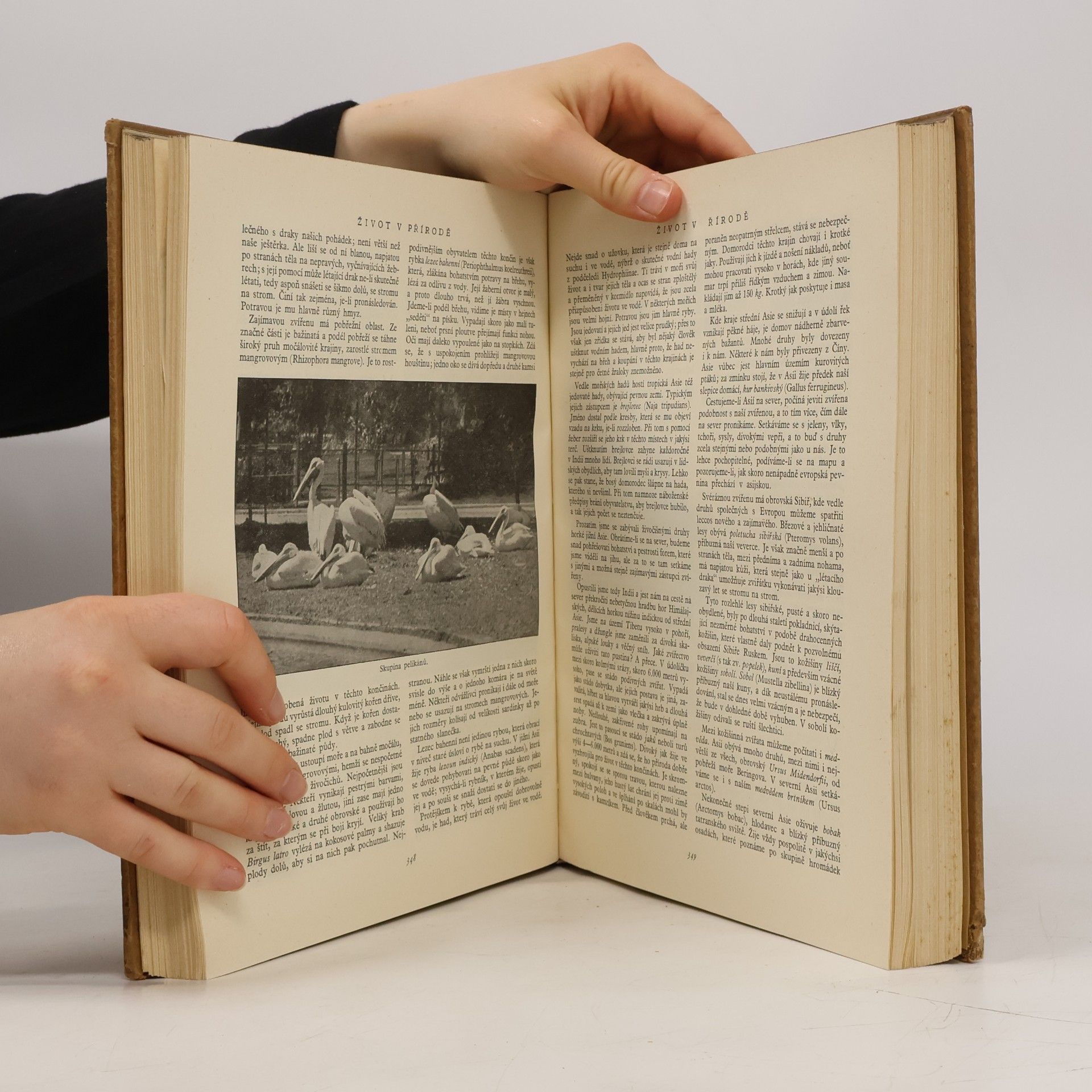 Autorenkollektiv Encyklopedie české mládeže. 5. díl