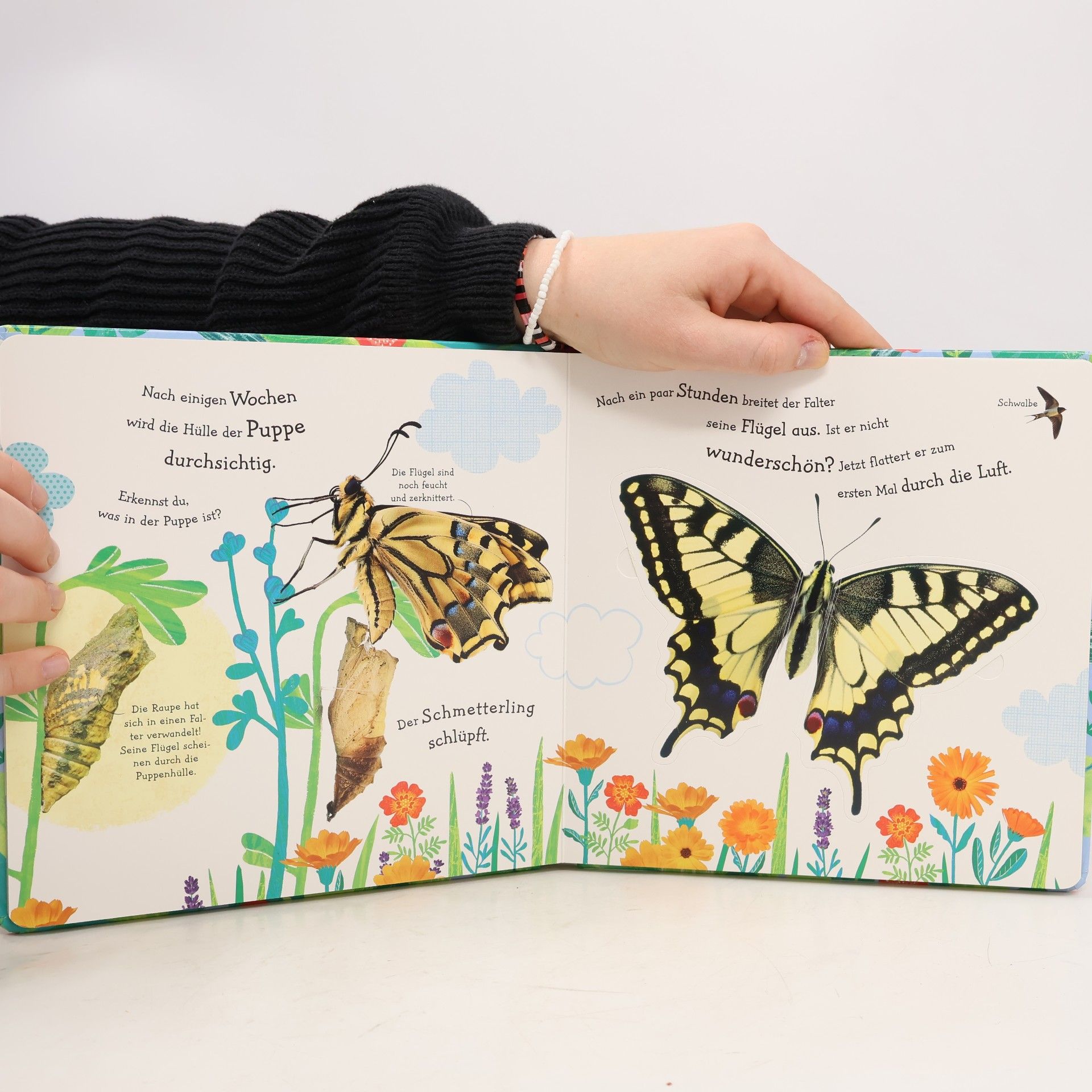 Polly Appleton Wie wird die Raupe zum Schmetterling?