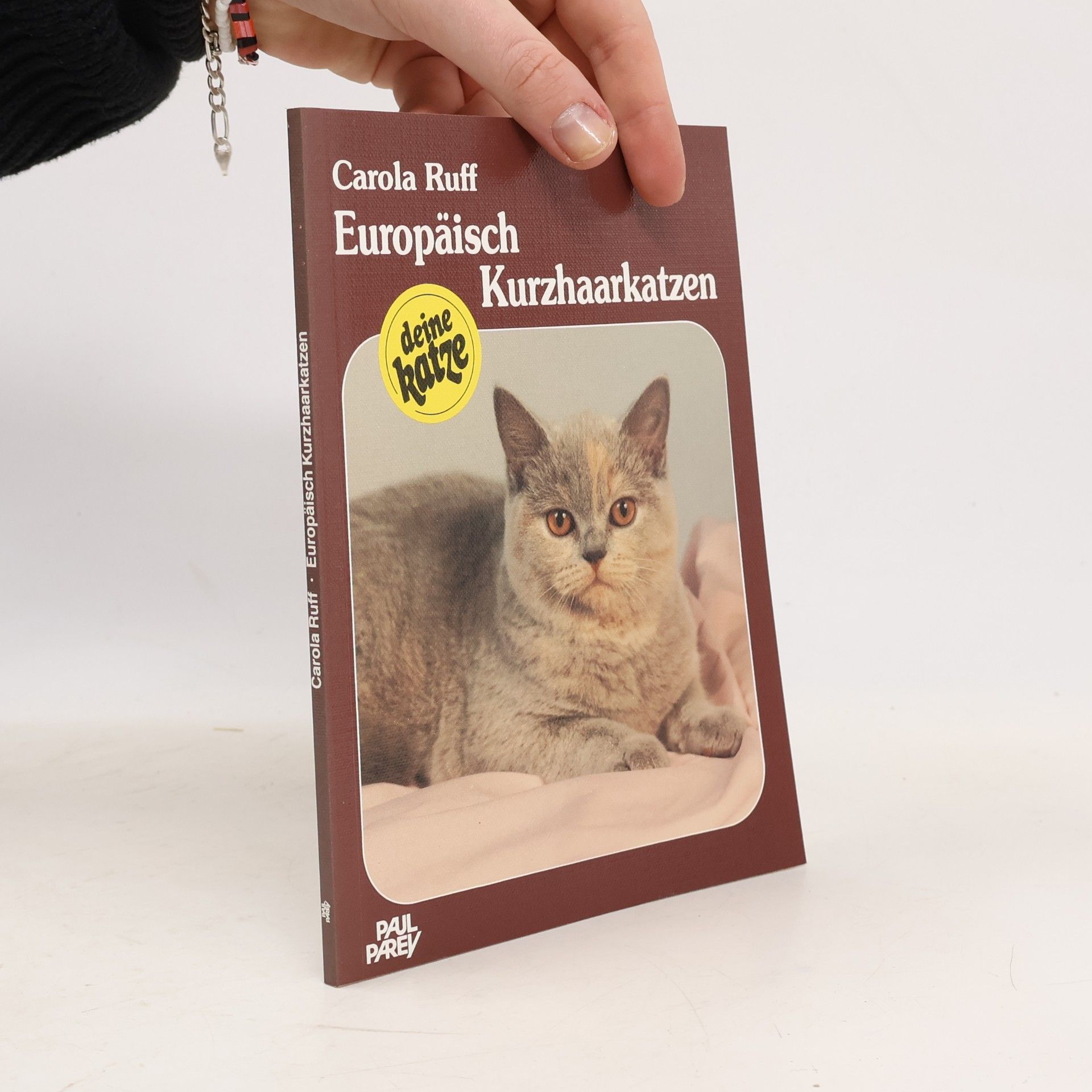 Europäische Kurzhaarkatzen
