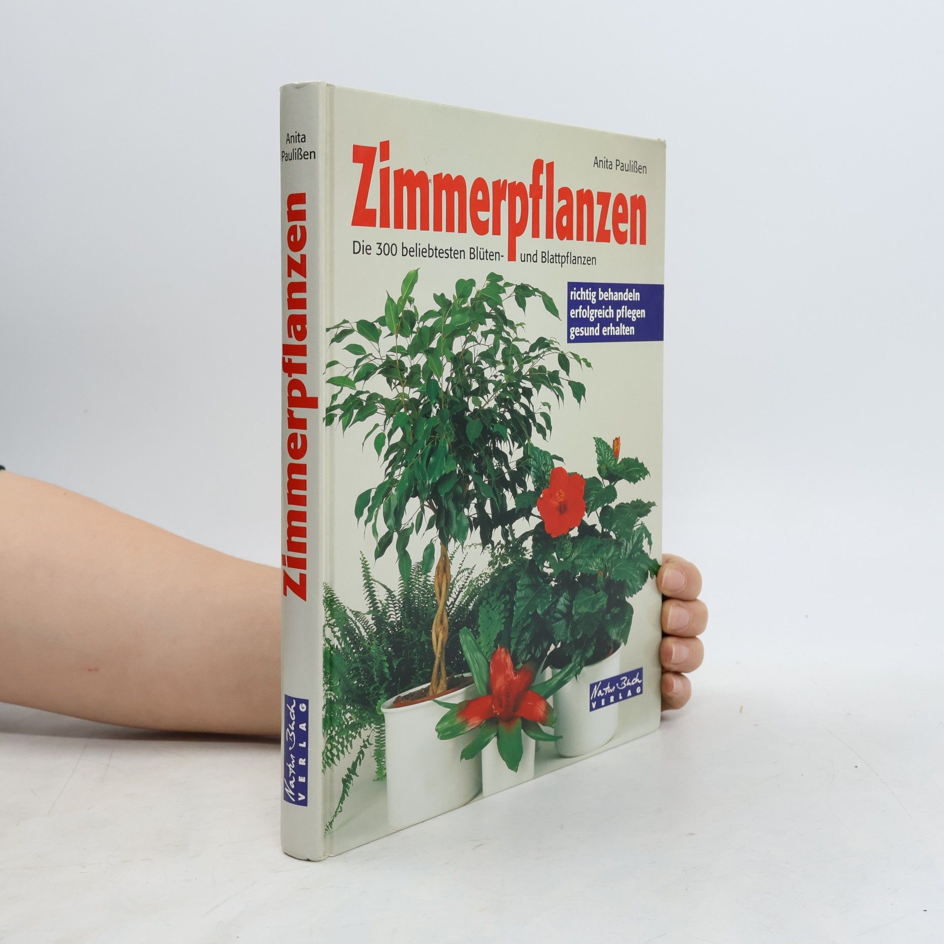 Anita Paulißen Zimmerpflanzen