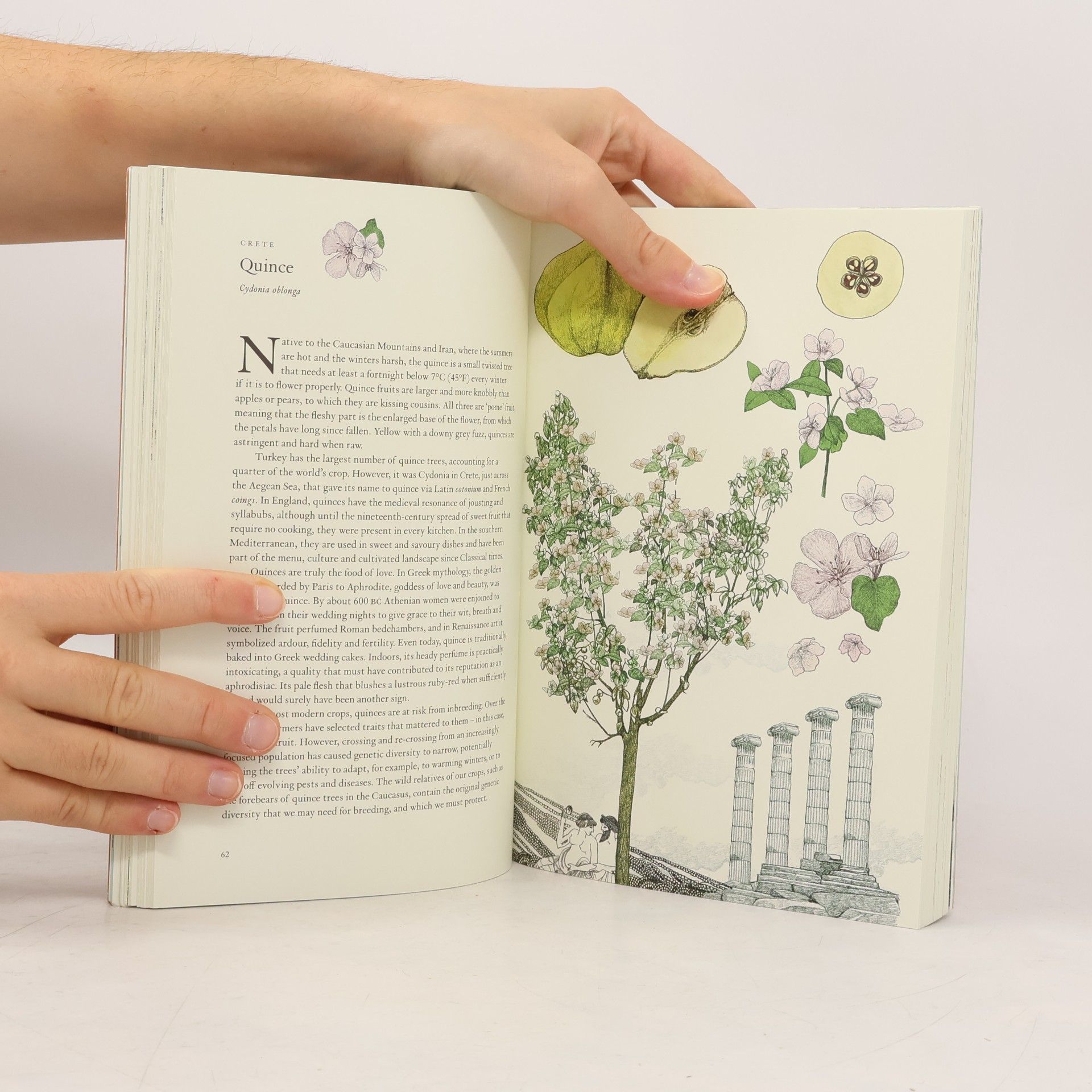 Jonathan Drori Around the World in 80 Trees