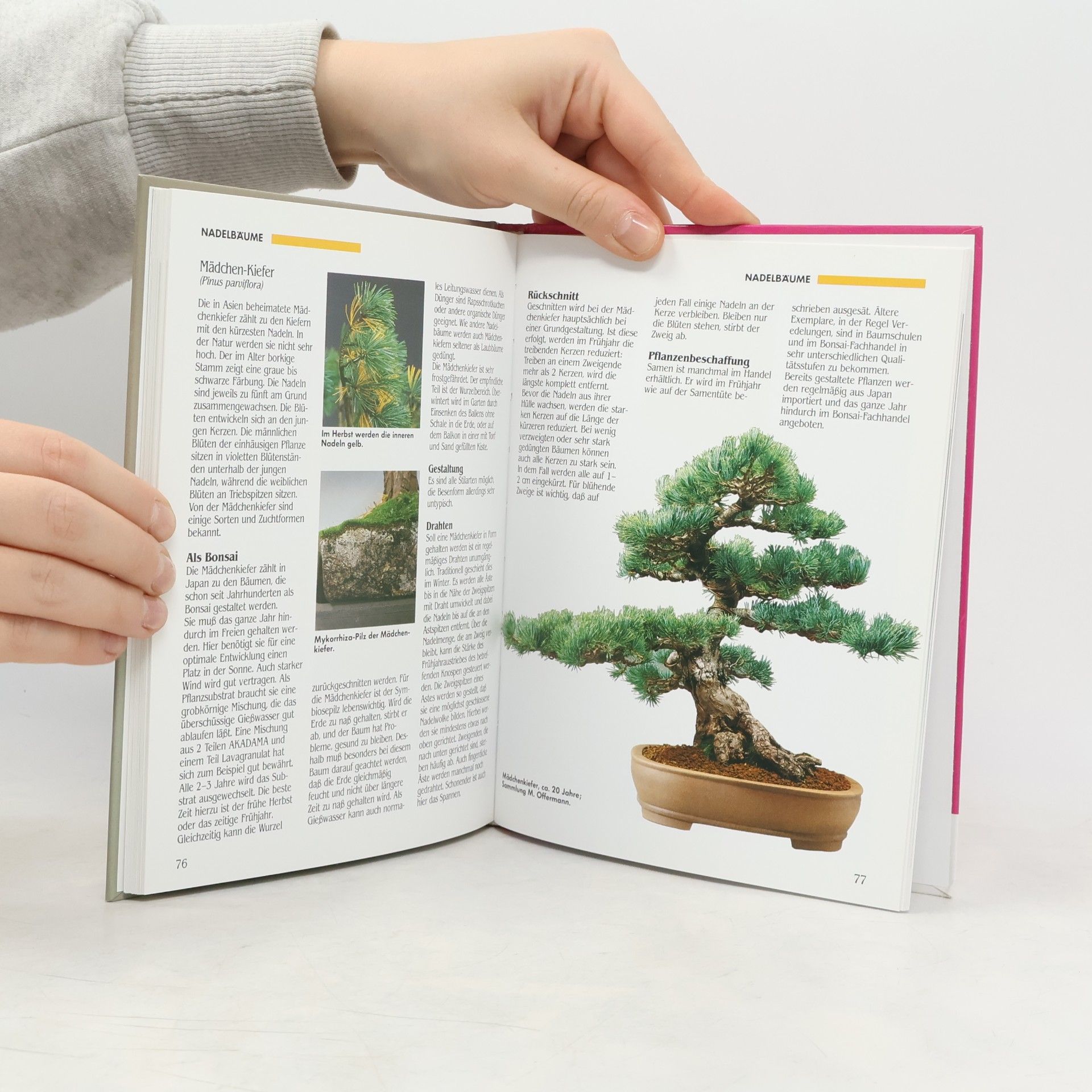 Werner M. Busch Bonsai