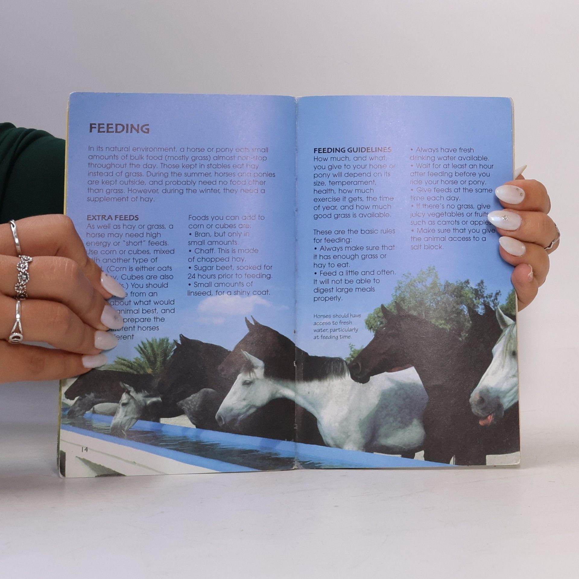 Joanna Spector Usborne Spotter's Guides: Spotter's Guide to Horses and Ponies
