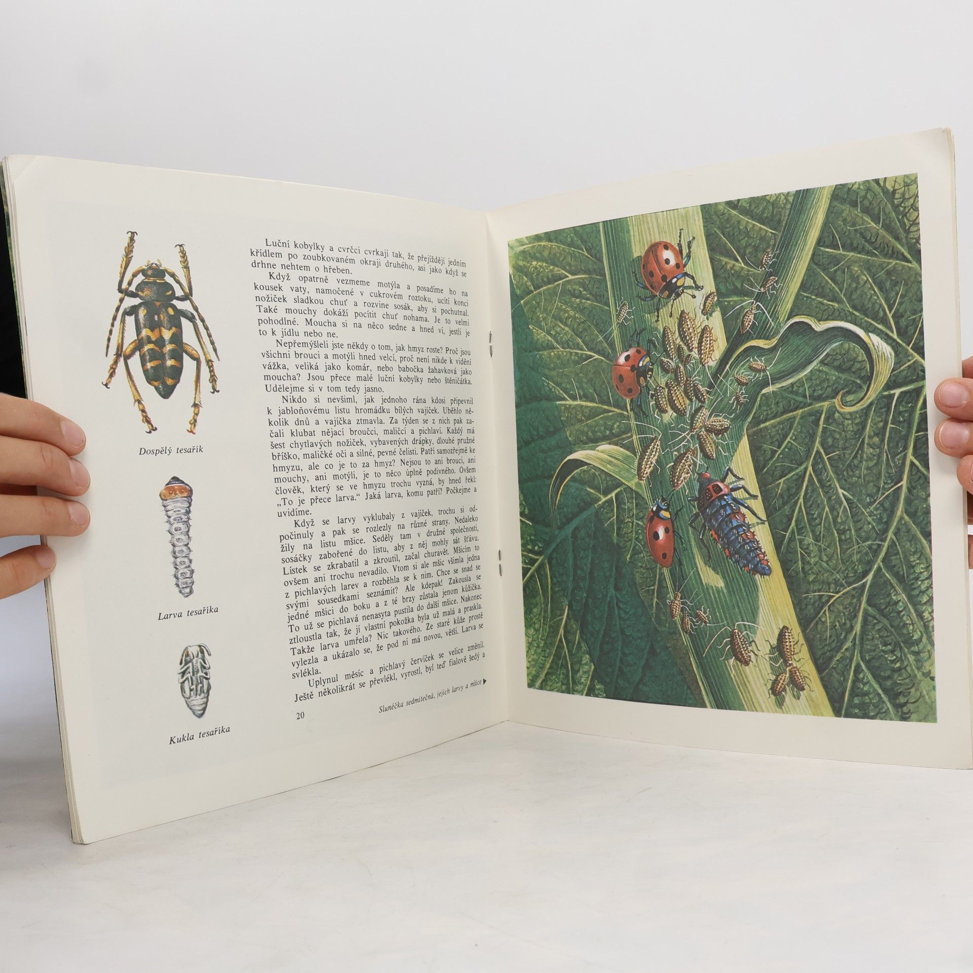 Vitalij Tanasijčuk Entomologie v obrázcích