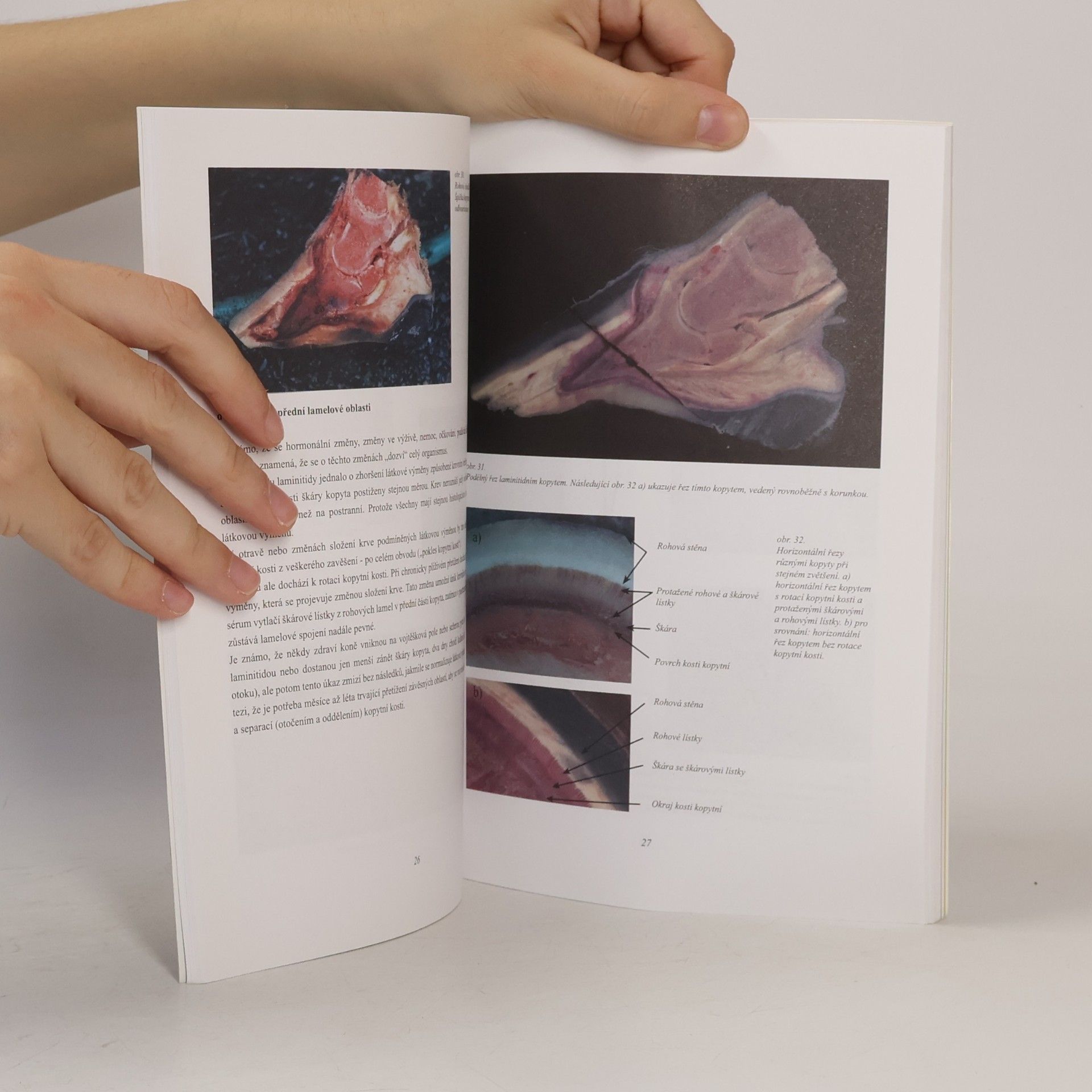 Hiltrud Strasser Schvácení kopyt - Laminitis