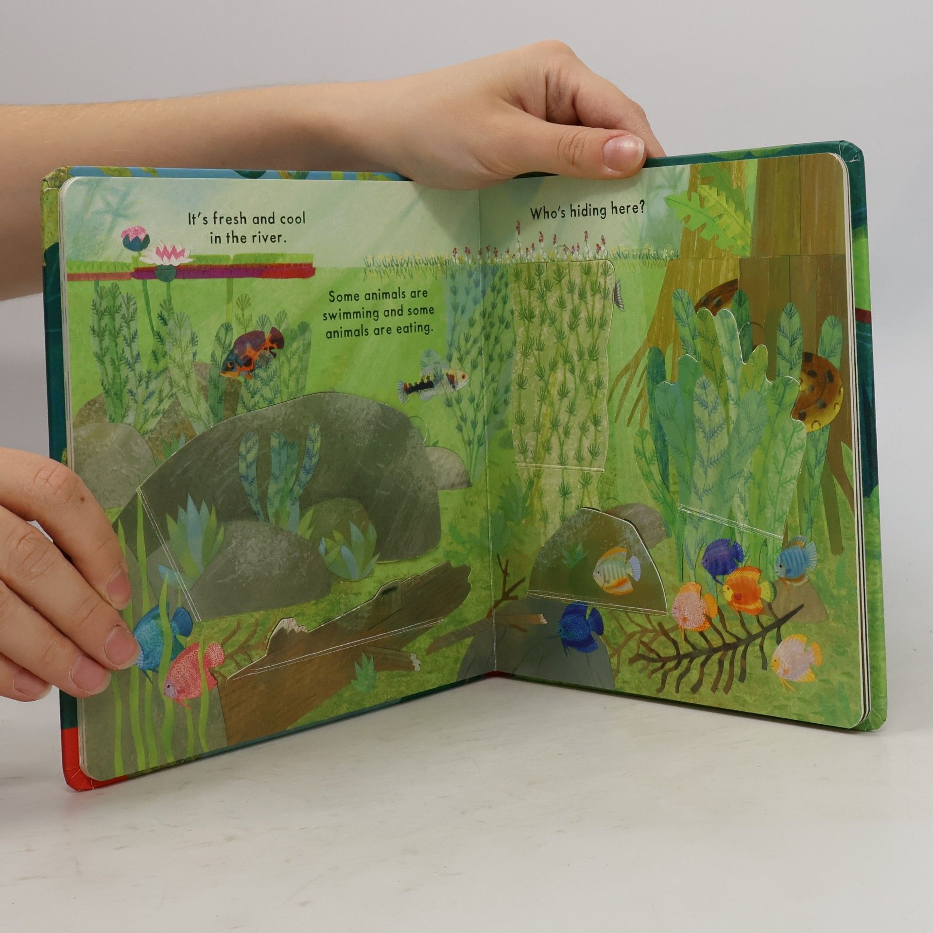 Katharine McEwen Who's Hiding in the Jungle?