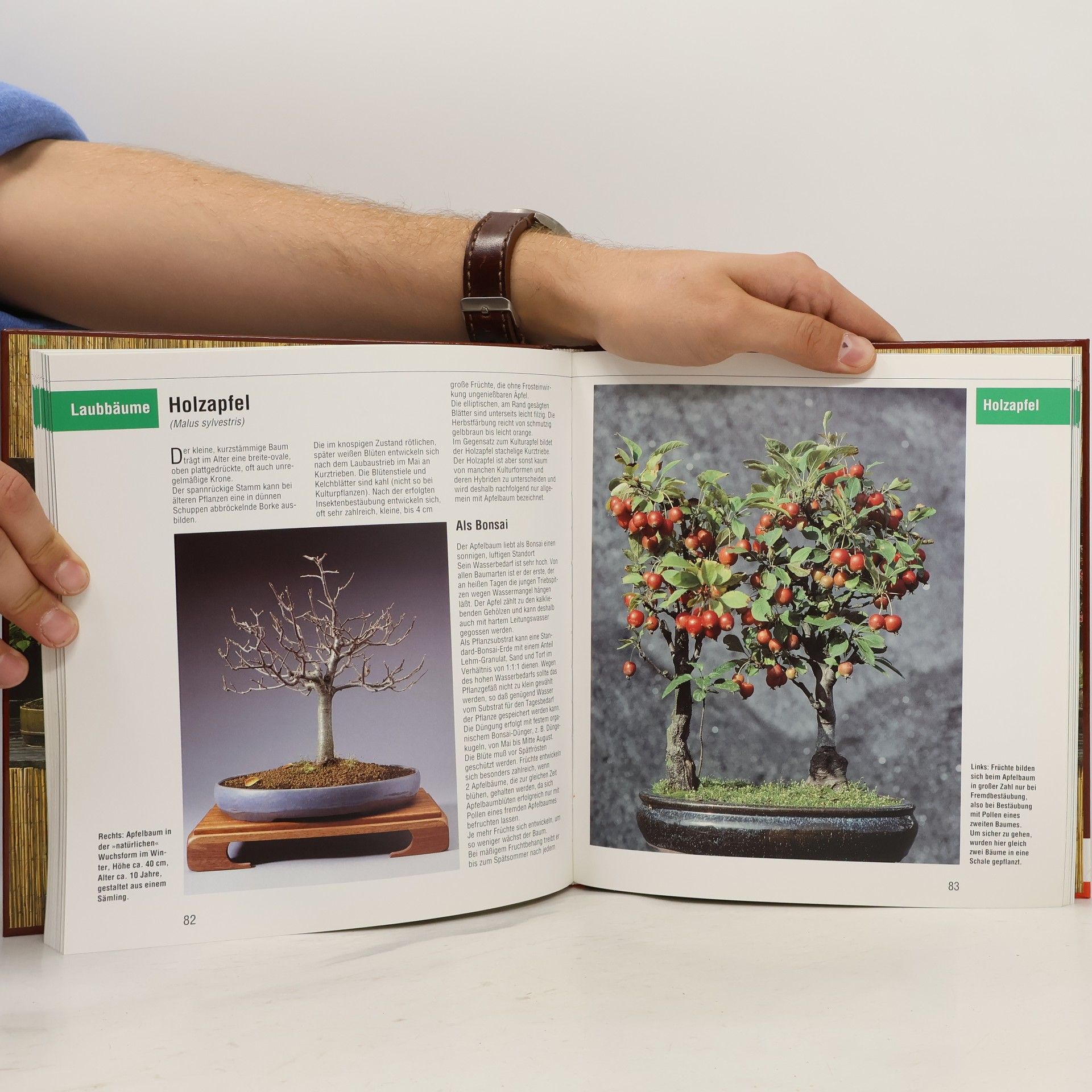 Werner M. Busch Bonsai aus heimischen Bäumen und Sträuchern