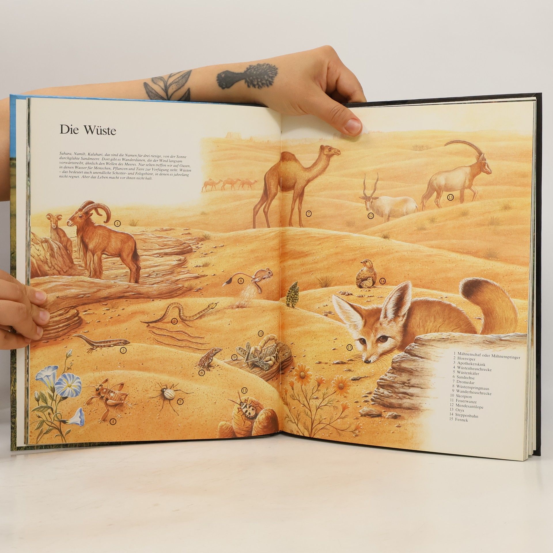 Alessandro Minelli Der Löwe und die Tierwelt Afrikas