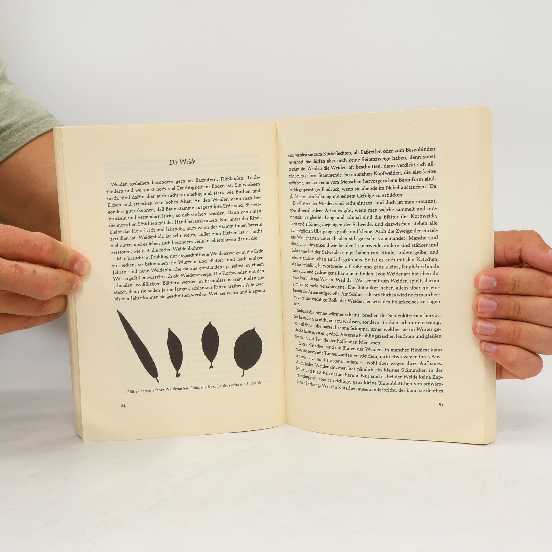 Gerbert Grohmann Lesebuch der Pflanzenkunde